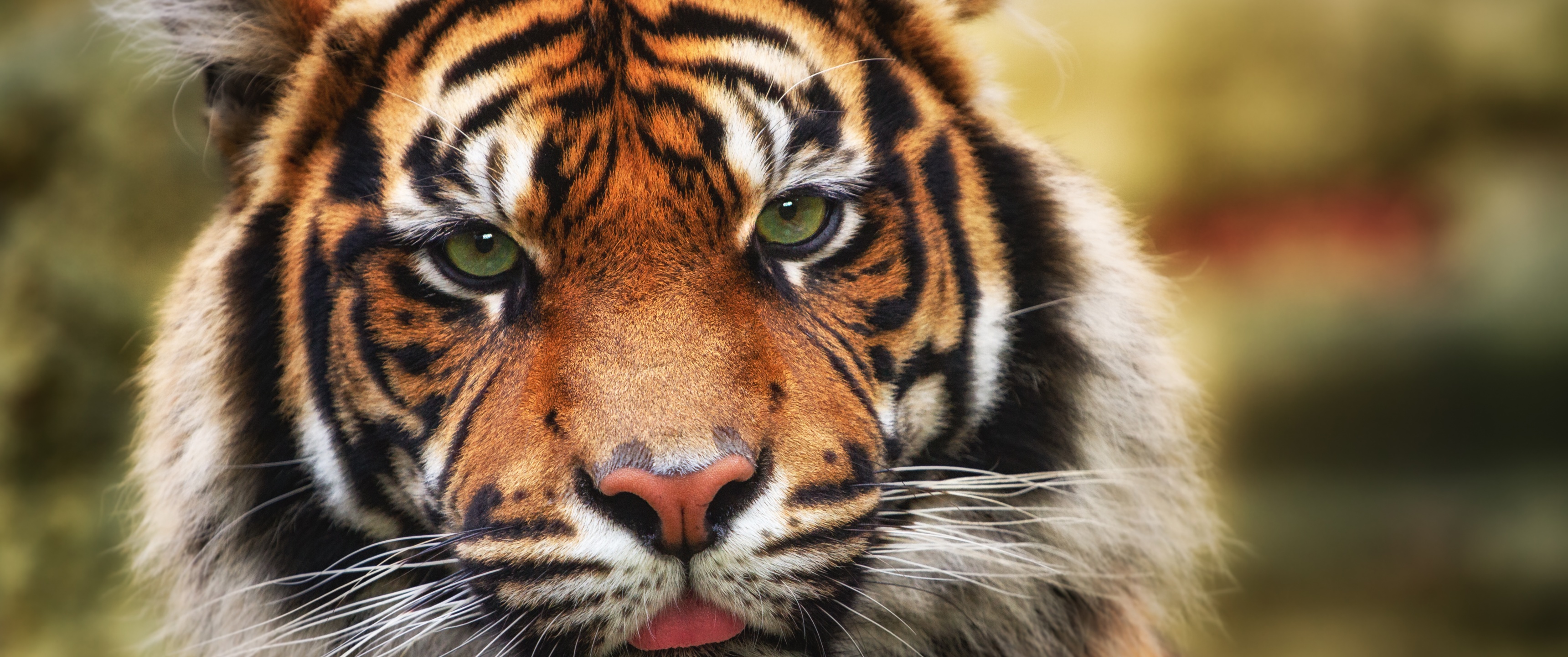 Tiger Wallpaper 4K, Big cat, Wildlife, Animals, #2457