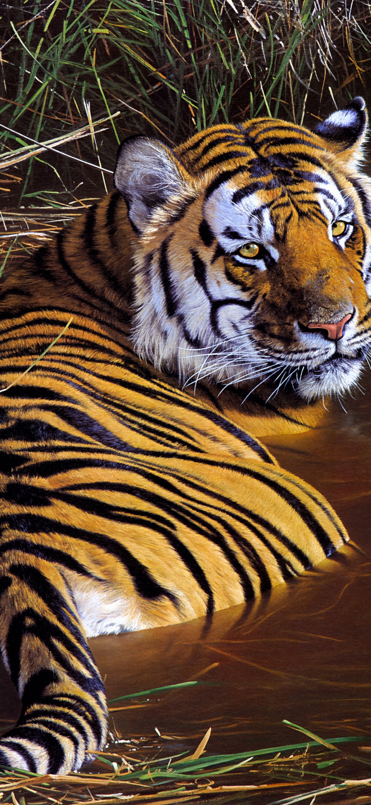 Tiger wallpaper 4k, tiger images hd