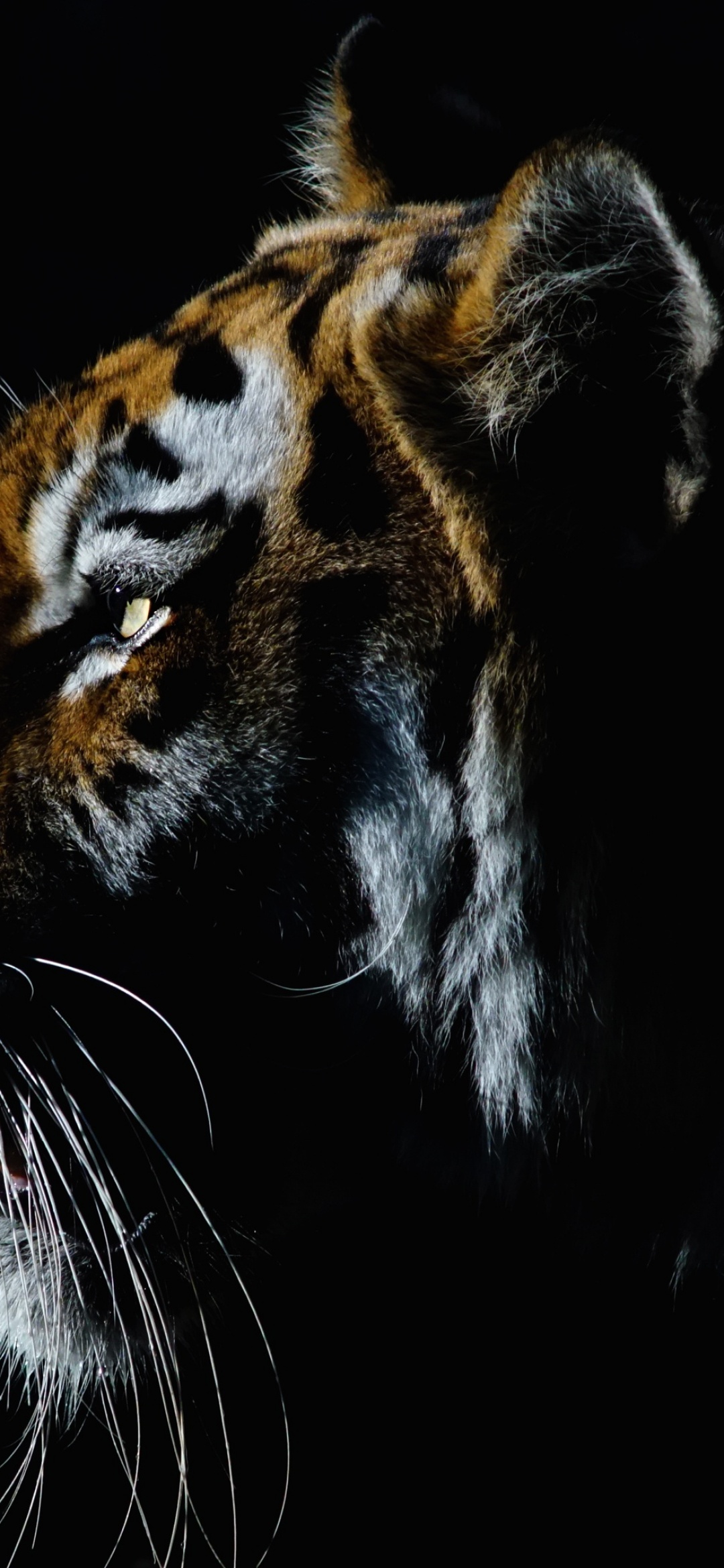 Tiger Wallpaper 4K, Closeup, Dark, Animals, #2189