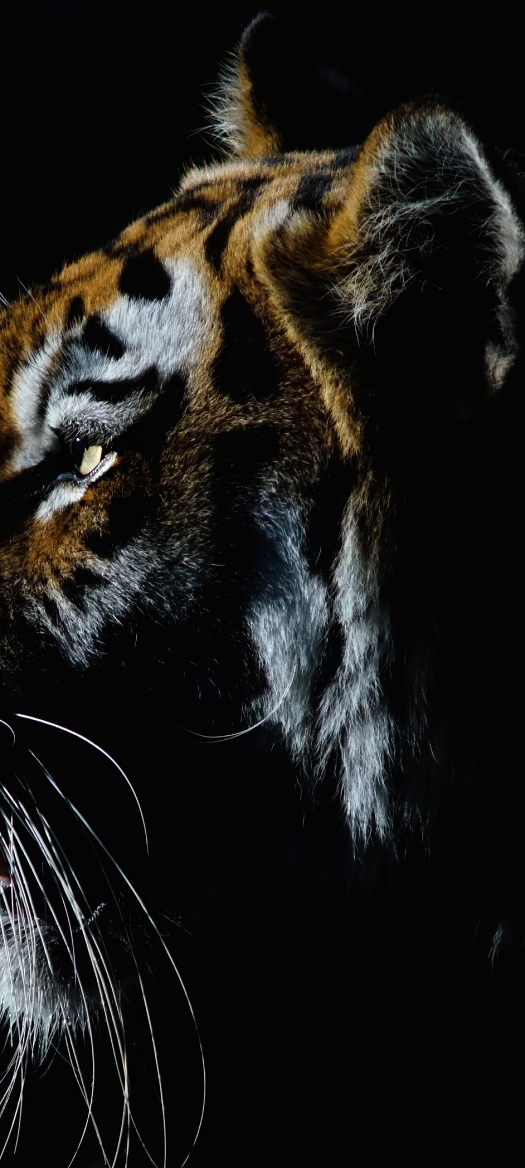 Tiger Wallpaper 4K, Closeup, Dark, Animals, #2189