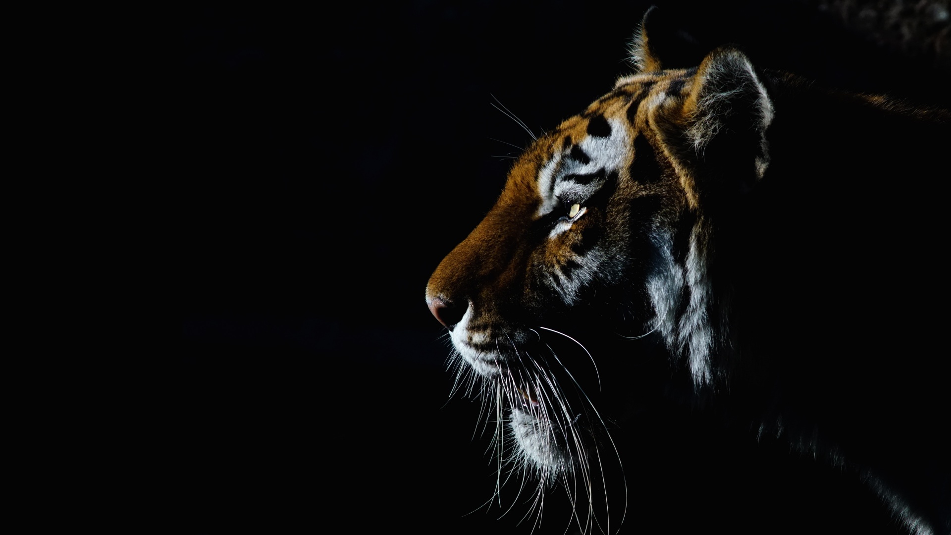 Tiger Wallpaper 4K, Closeup, Dark, Black background