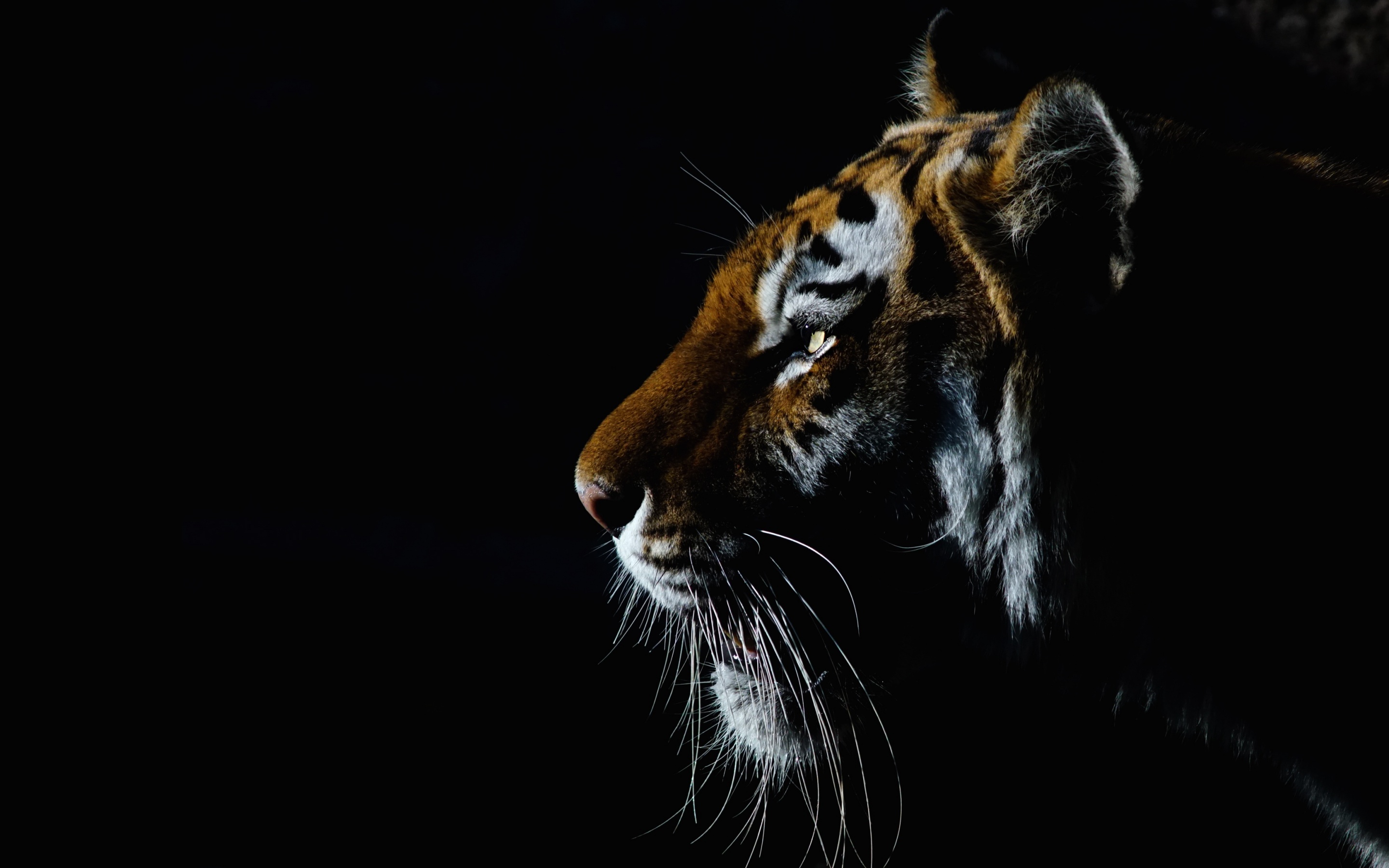 Tiger Wallpaper 4K, Closeup, Dark, Black background, Big
