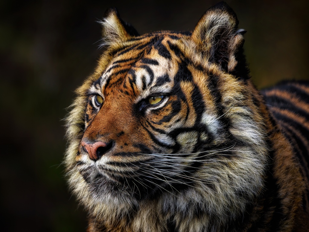 Tiger face Wallpaper 4K, Majestic, Wild animal, Closeup