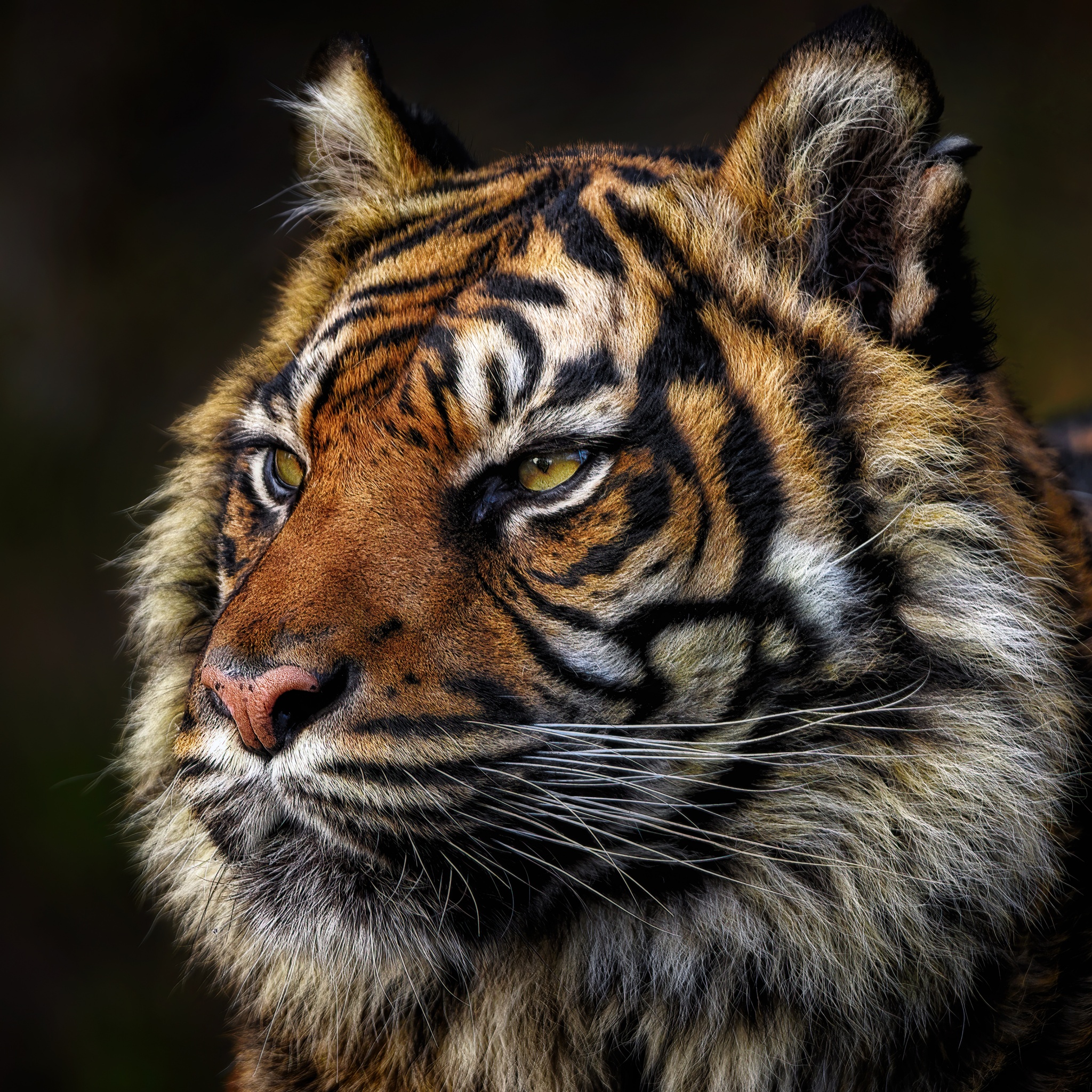 Tiger face Wallpaper 4K, Majestic, Wild animal, Closeup