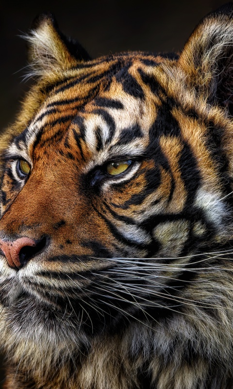 Tiger face Wallpaper 4K, Majestic, Wild animal, Closeup