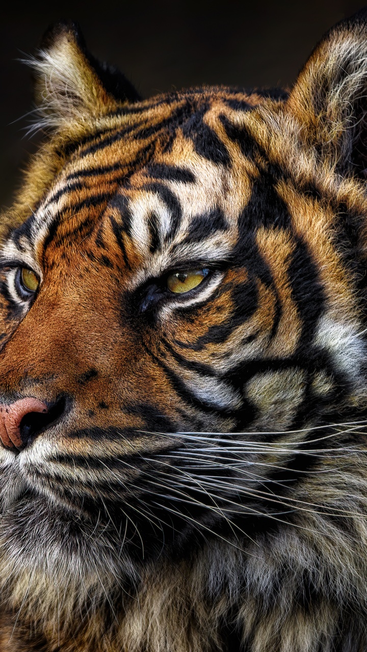 Tiger face Wallpaper 4K, Majestic, Wild animal, Closeup