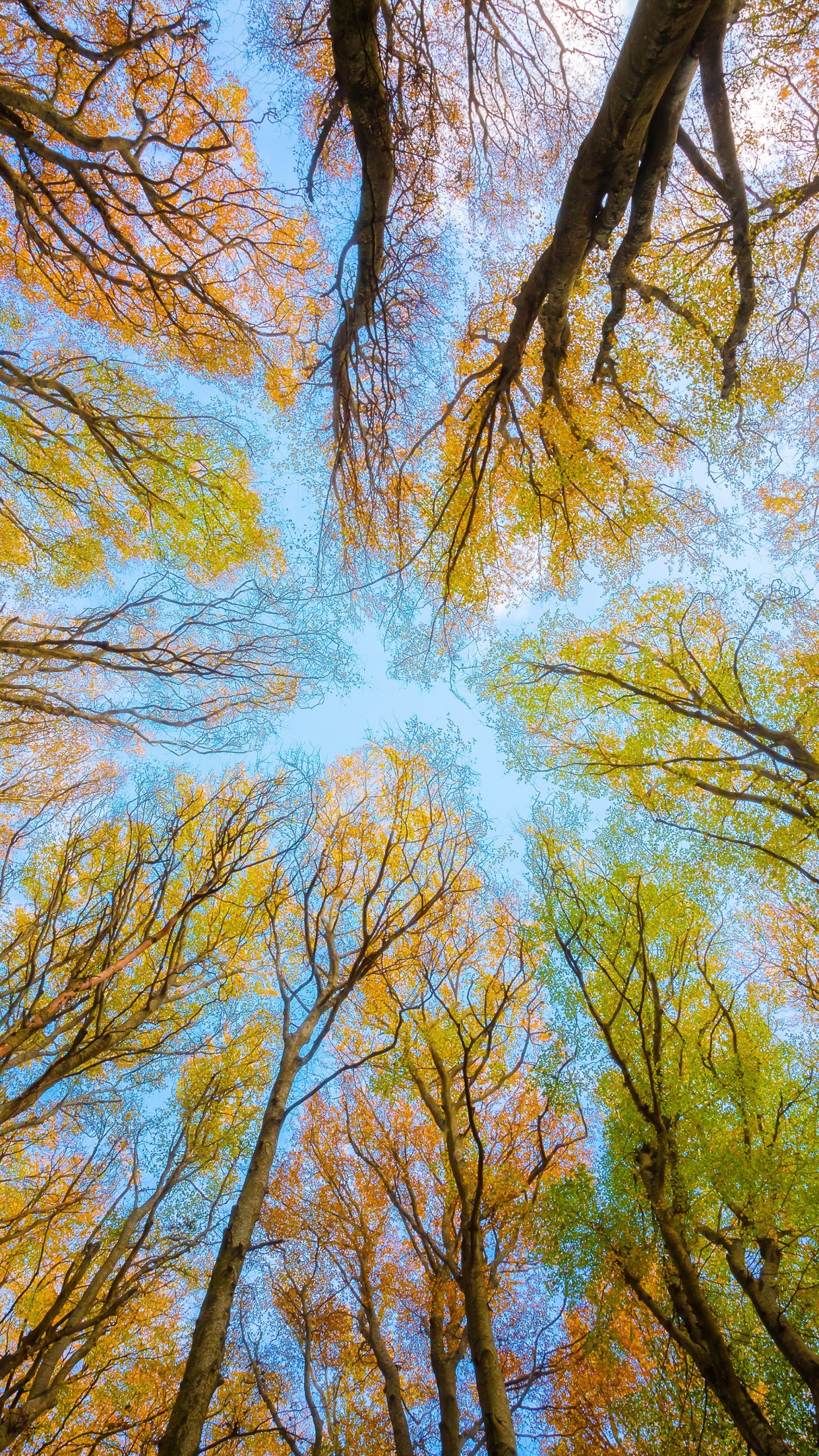 Tree Canopy Wallpaper 4K, Branches, Looking up at Sky, Forest, Foliage
