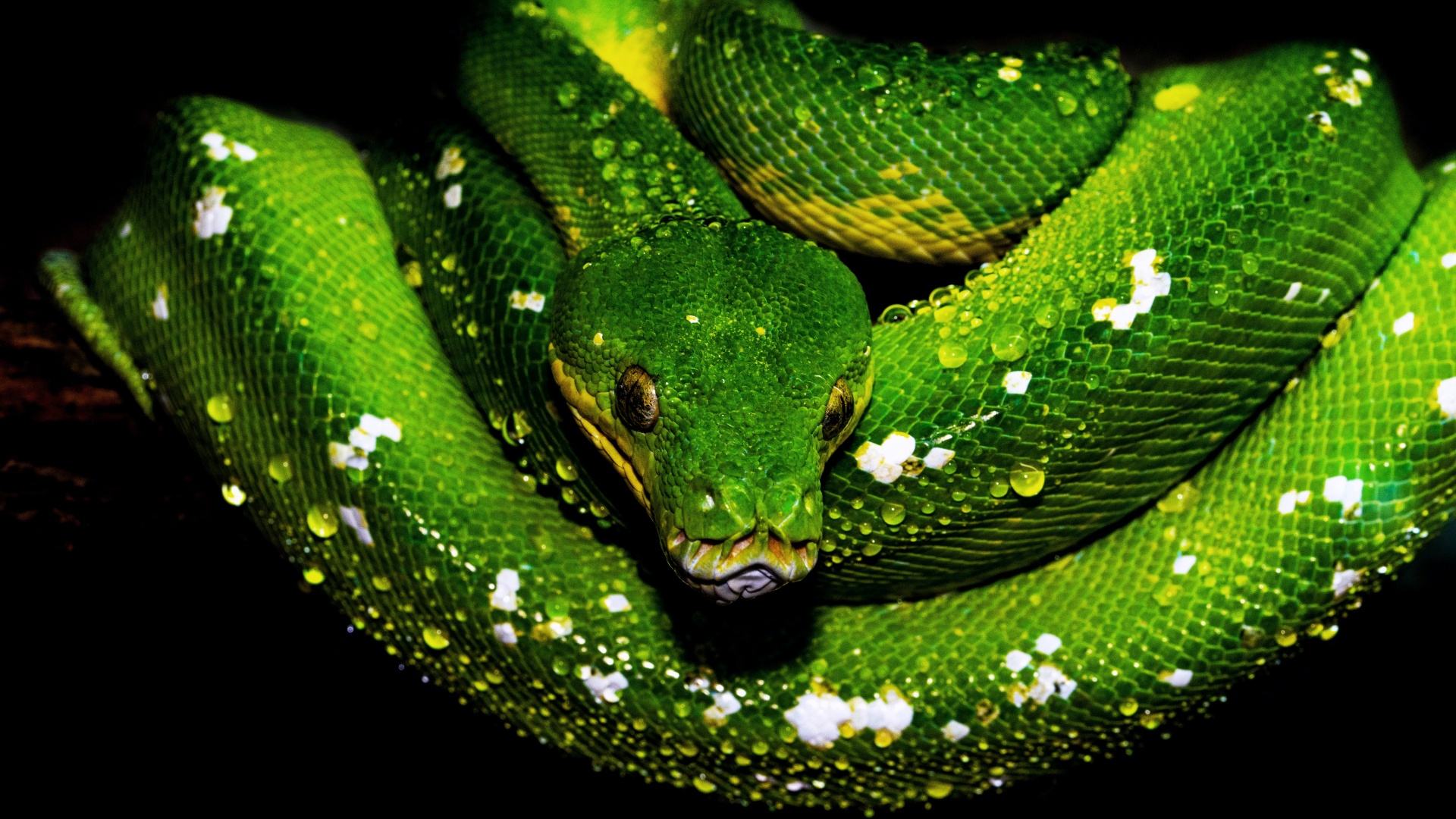 1366x768 Python 1366x768 Resolution HD 4k Wallpapers, Images