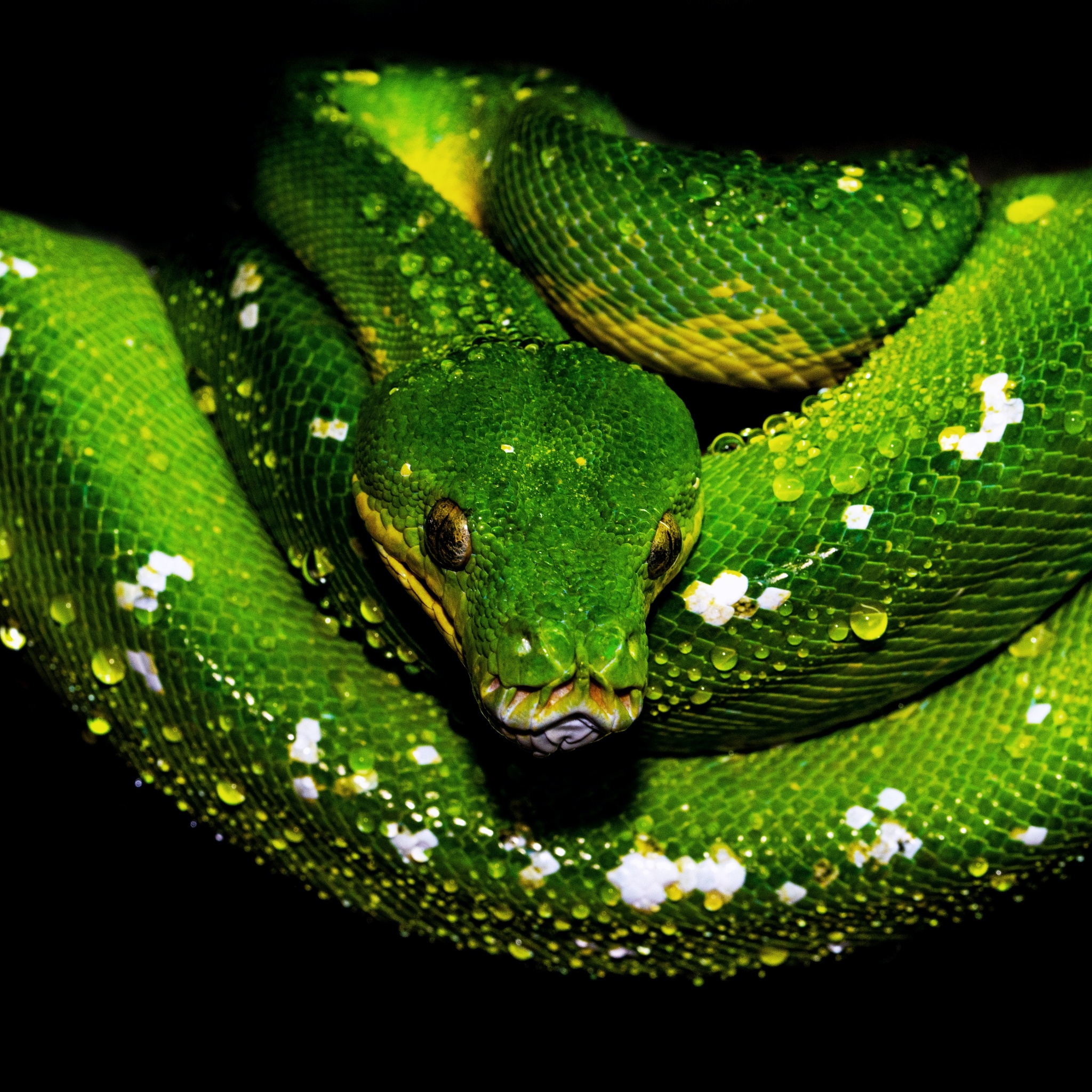500+ Green Snake Pictures | Download Free Images on Unsplash