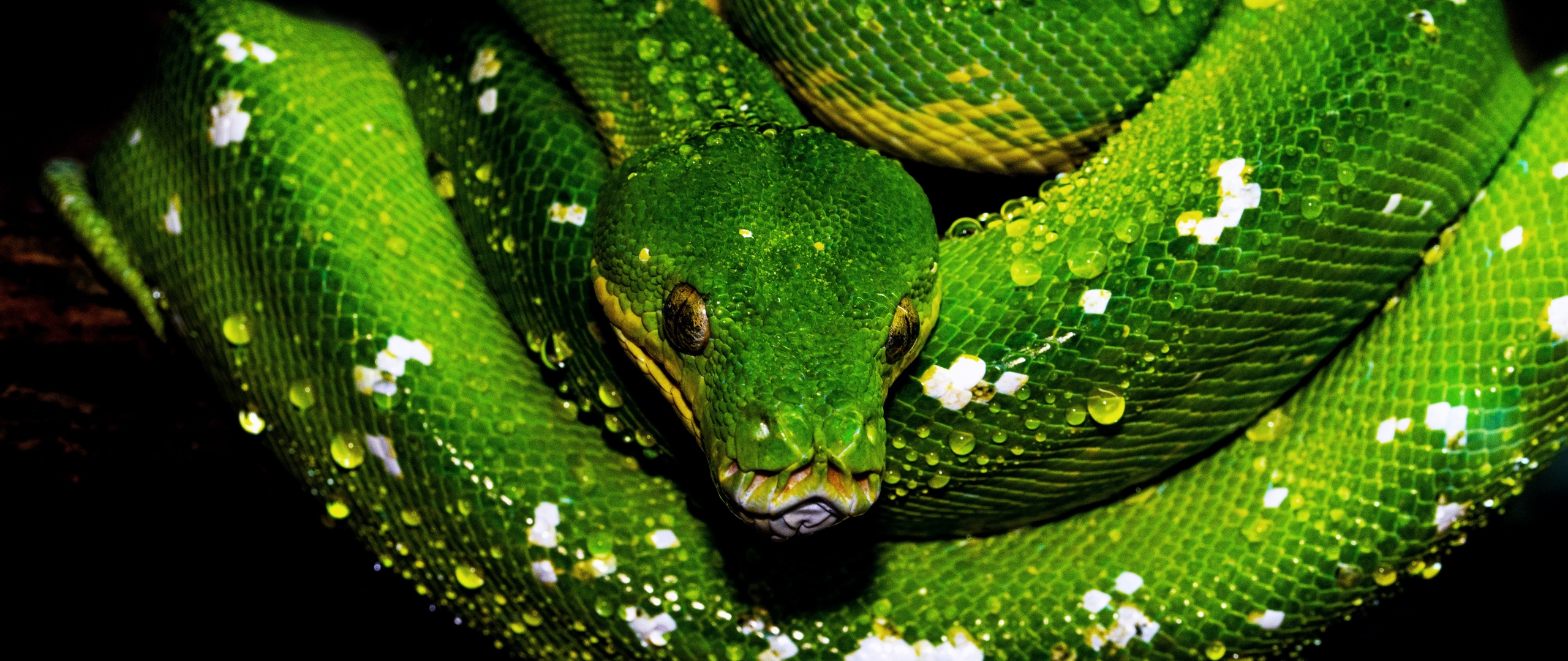 Tree Python Wallpaper 4K, Green snake, Animals, #2842