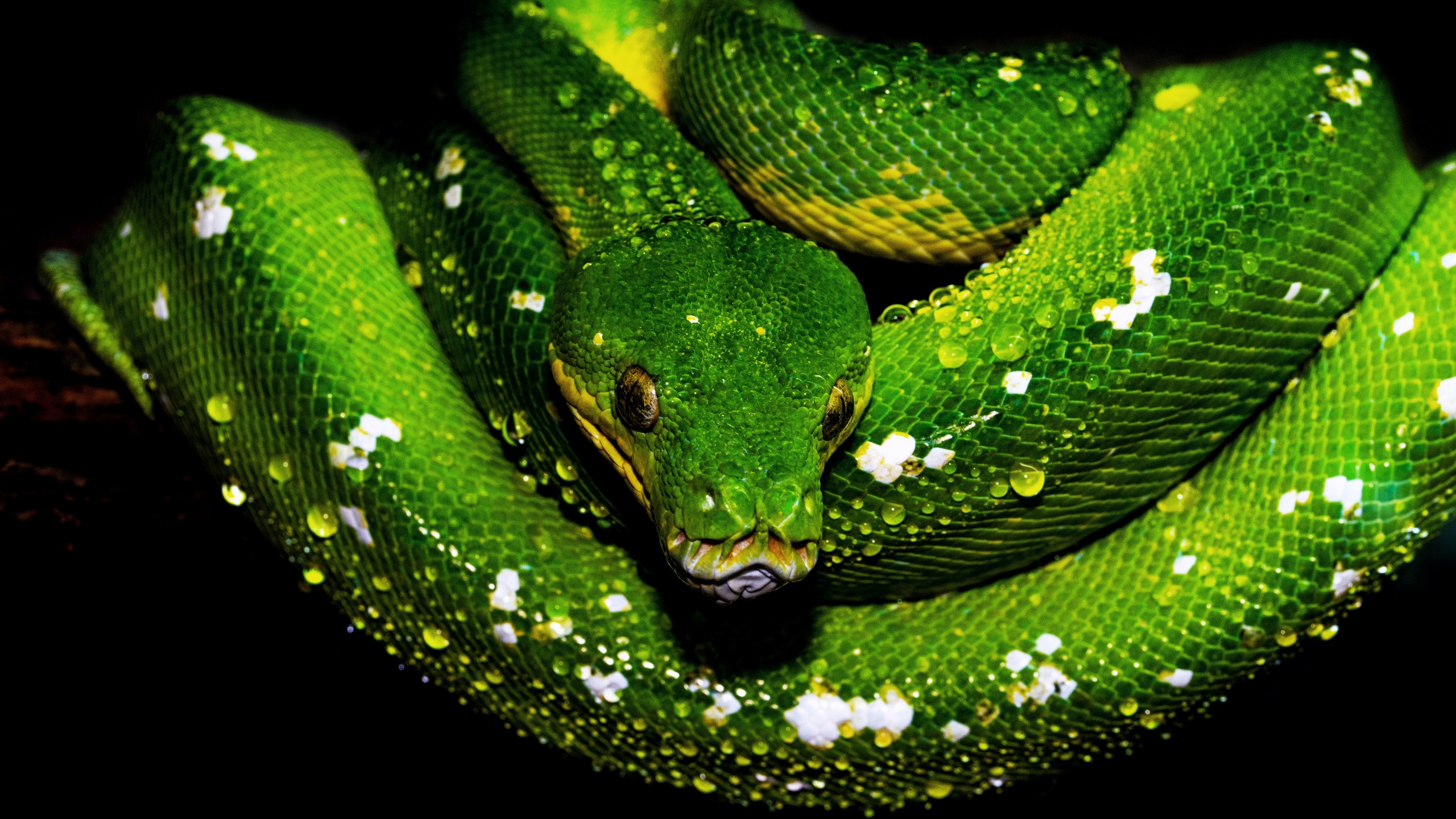 517794 1680x1050 snake green eyes selective coloring boa constrictor  wallpaper JPG 191 kB - Rare Gallery HD Wallpapers