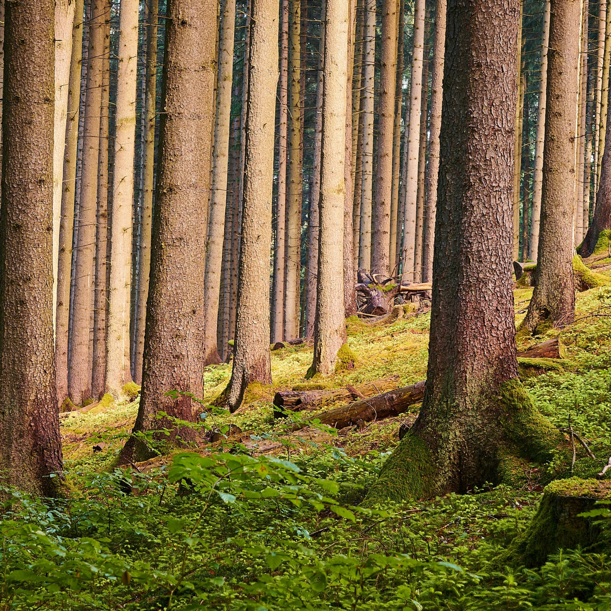 Tree Trunks 4K Wallpaper, Forest, Greenery, Outdoor, Daytime, Woods, Nature, #2148