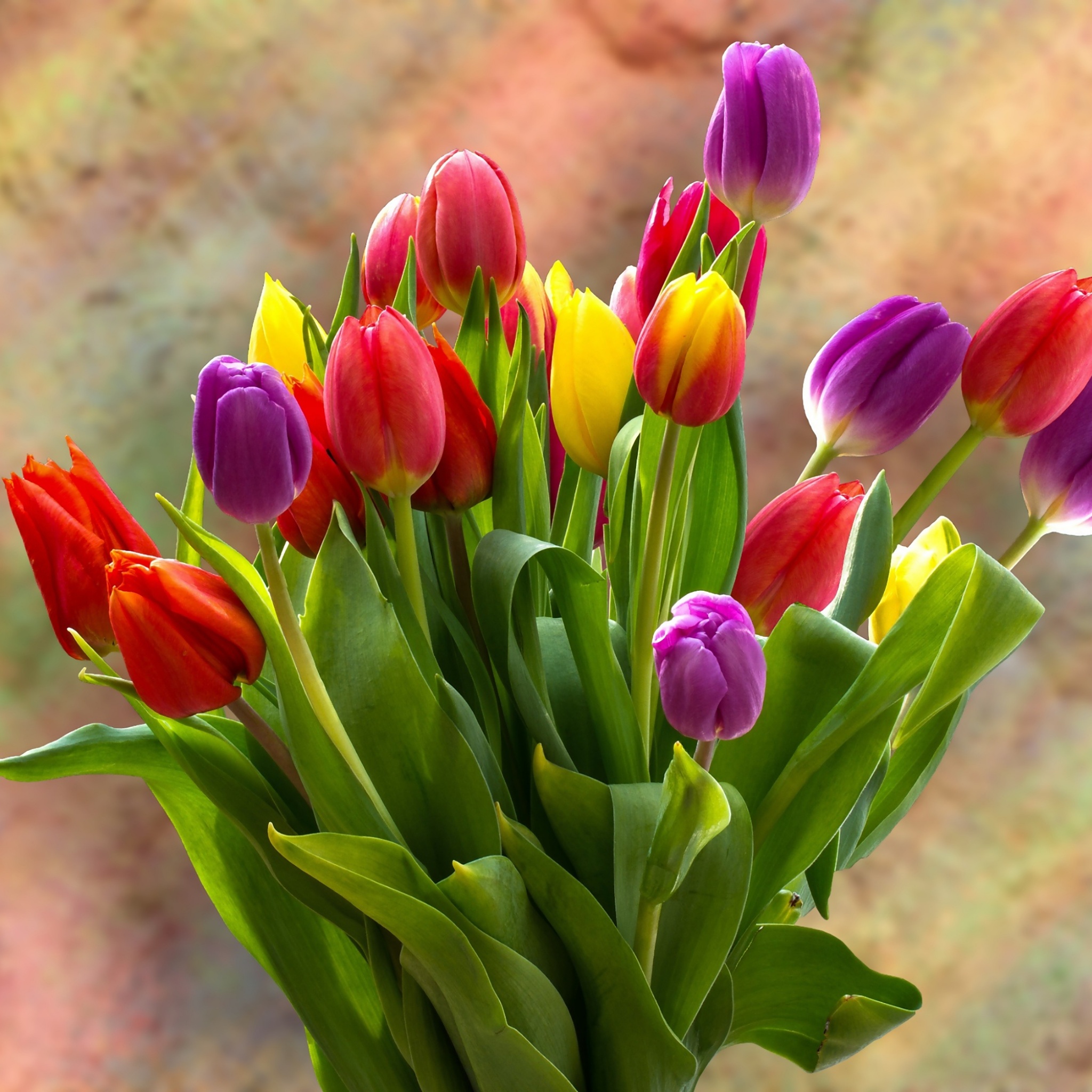 Tulip Bouquet 4K Wallpaper, Spring flowers, Tulips ...