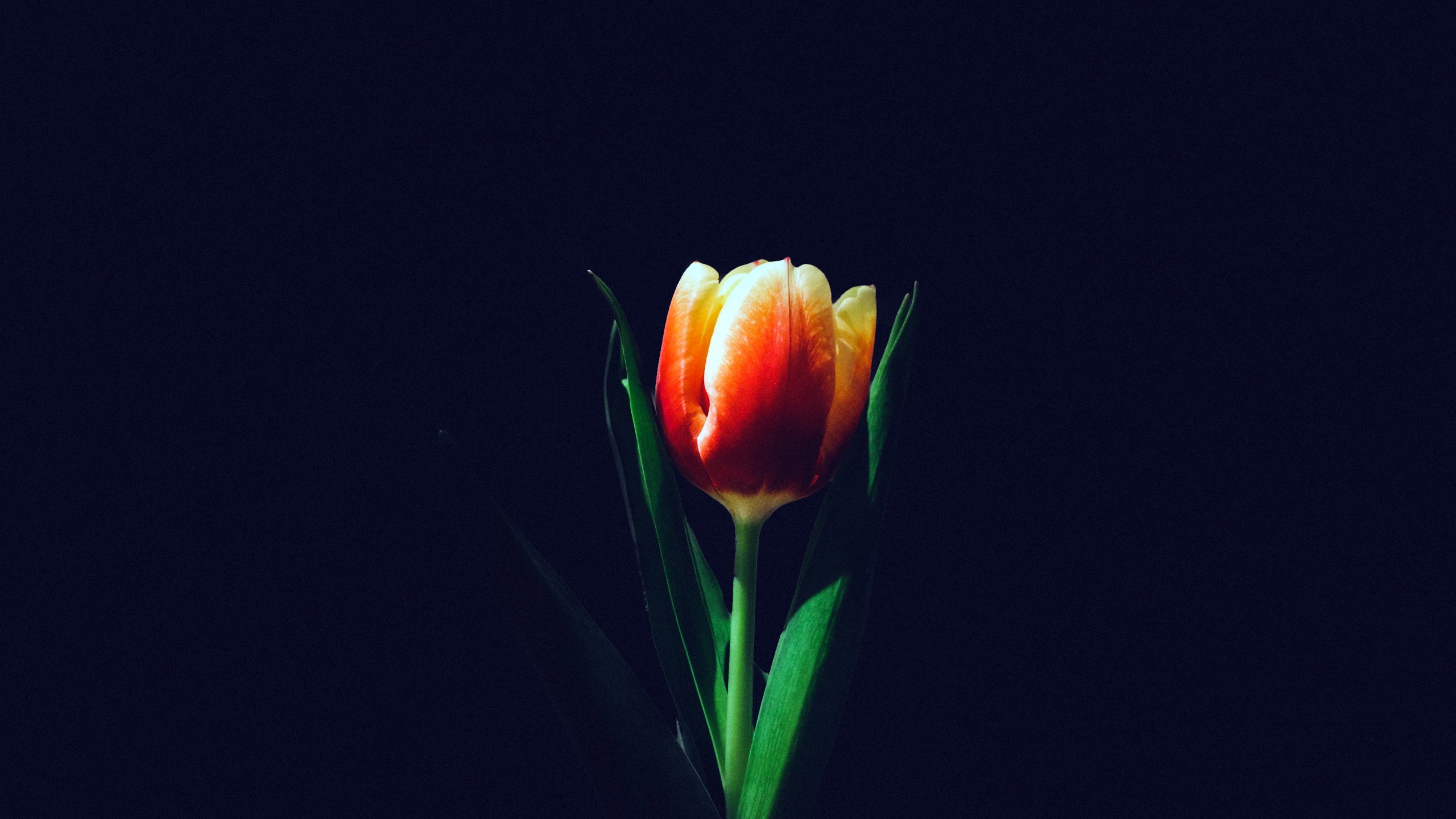Tulip flower Wallpaper 4K, Orange tulips, Dark background, 5K, Flowers