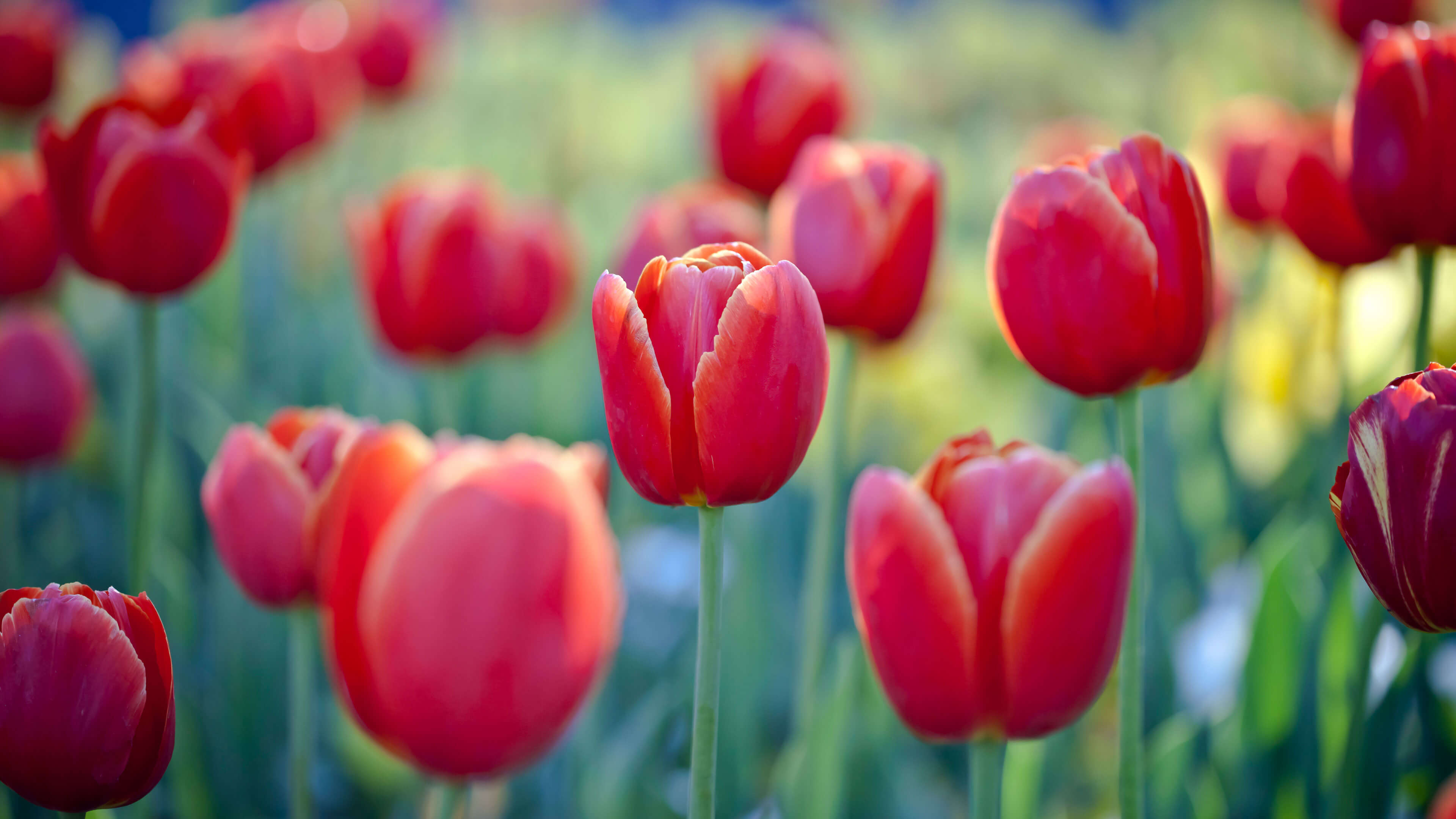 47+] Spring Tulips Wallpaper Desktops - WallpaperSafari