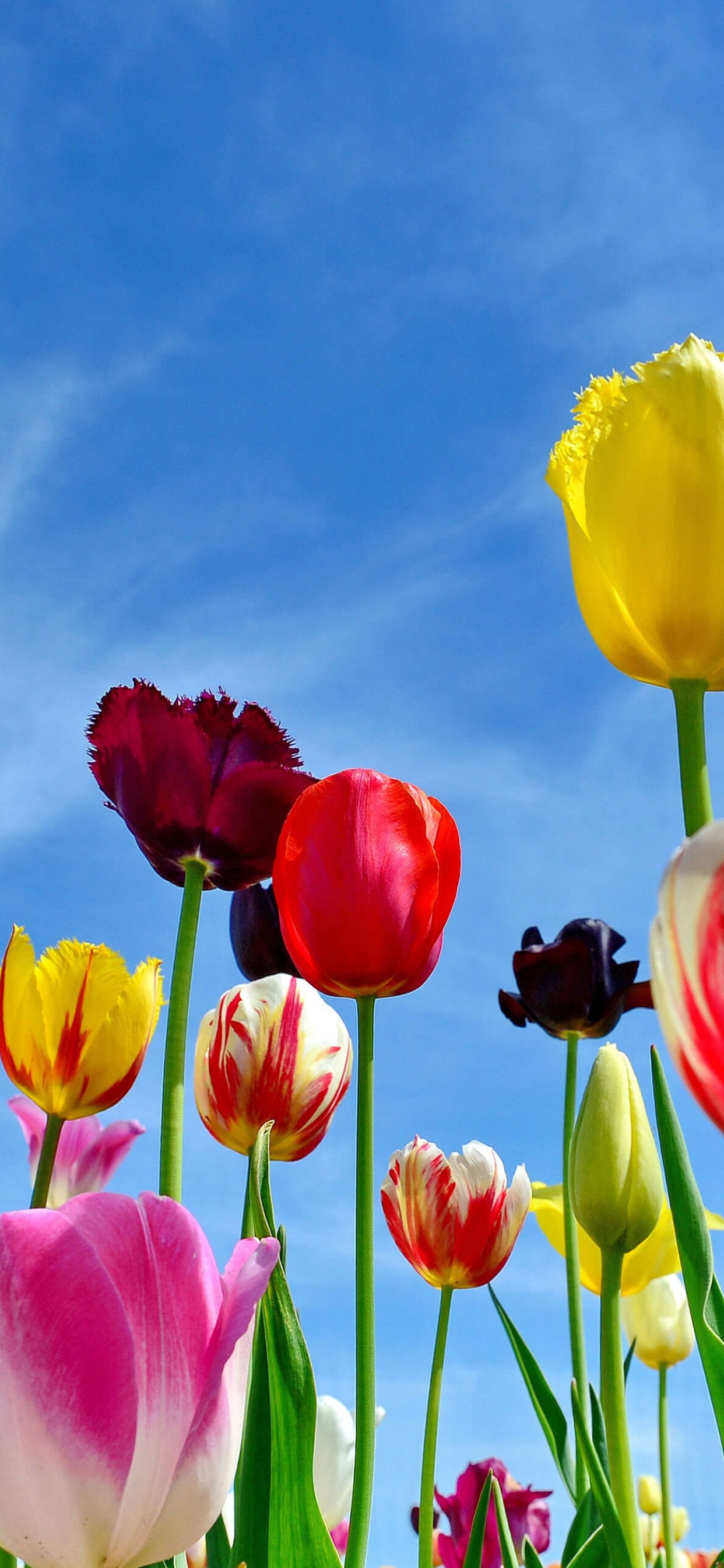 Download IPhone Lock Screen Tulips Wallpaper  Wallpaperscom