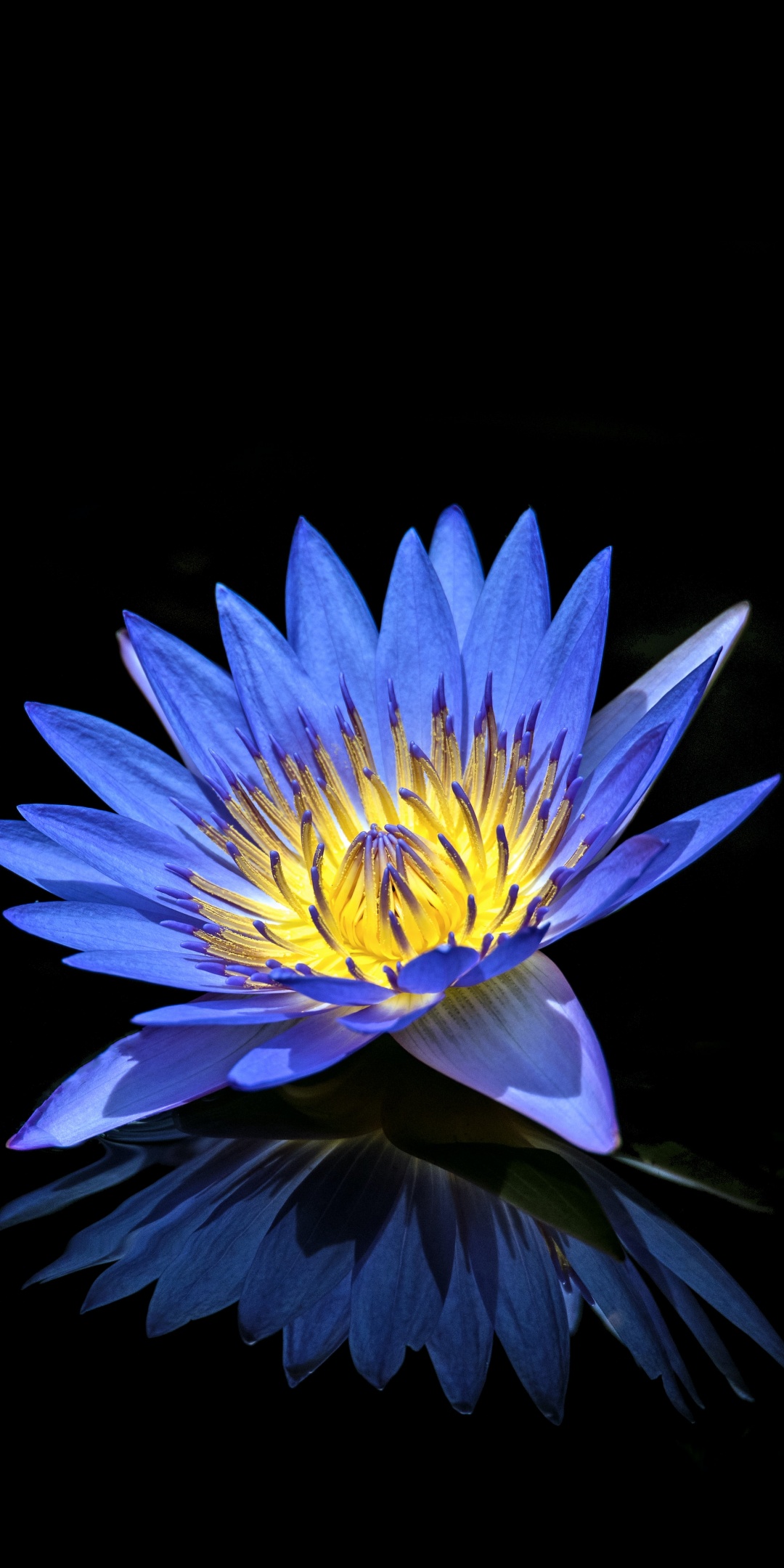 Water Lilly 4K Wallpaper, Blue Flower, Black Background, Reflection, 5K