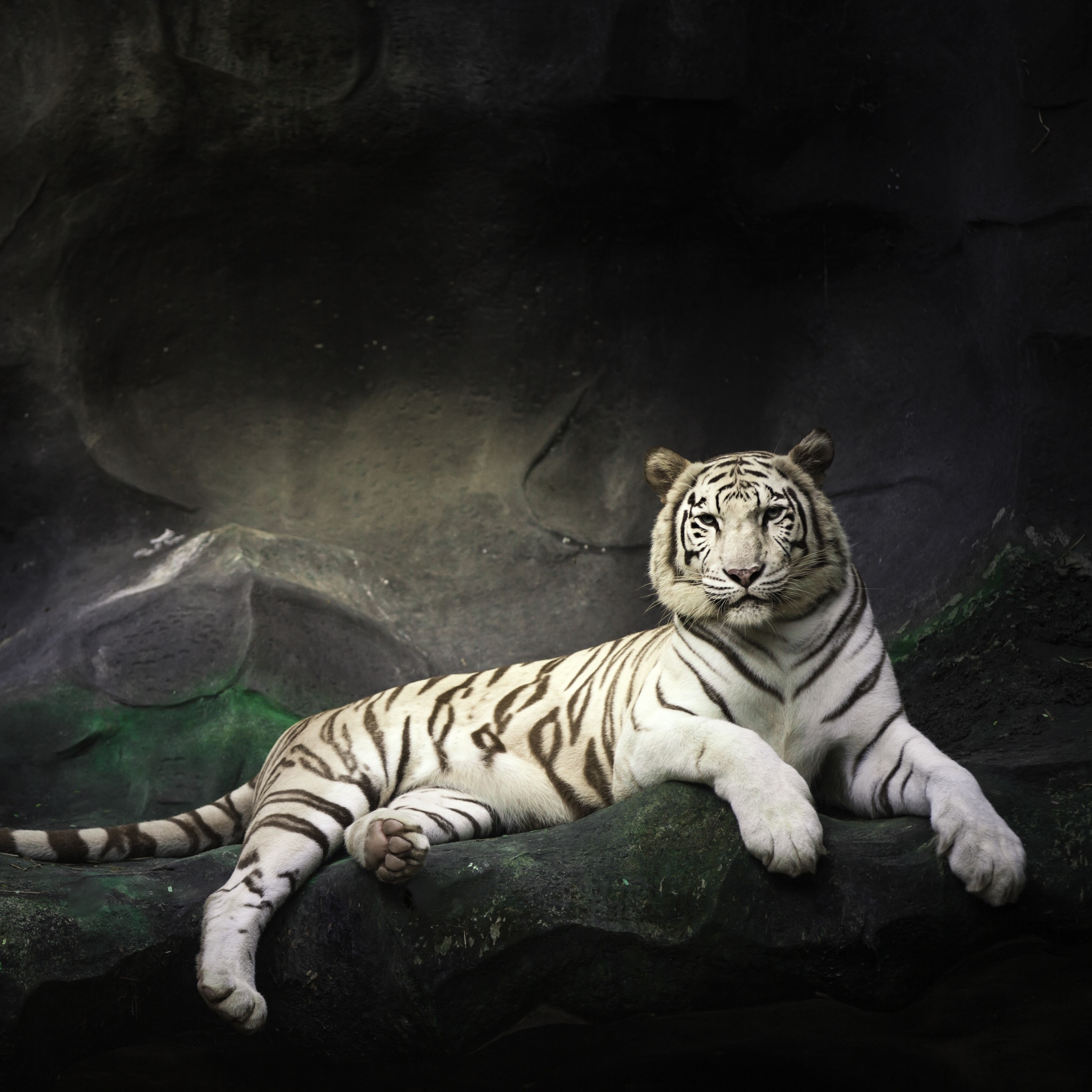 Tiger Dark Wallpapers - Wallpaper Cave