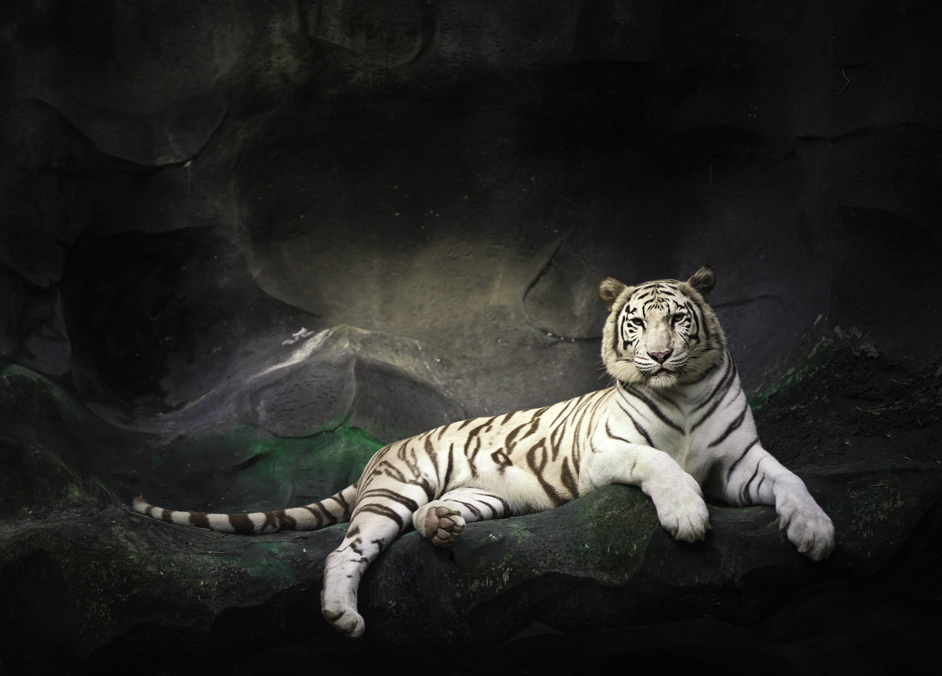 White Bengal Tiger Wallpaper 4K, Zoo, Cave, White tiger, Animals, #1283