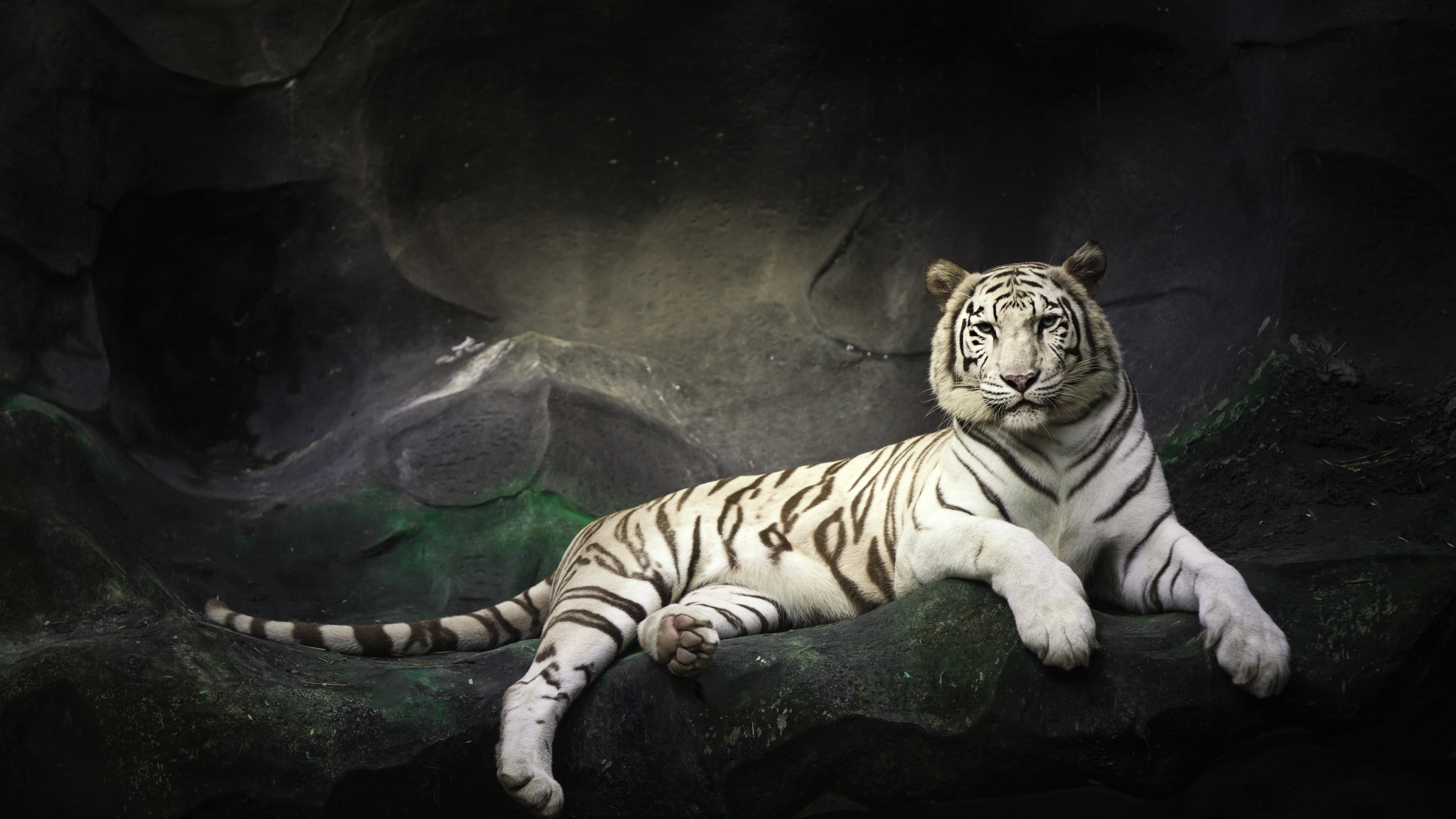 White tiger and background HD wallpapers  Pxfuel