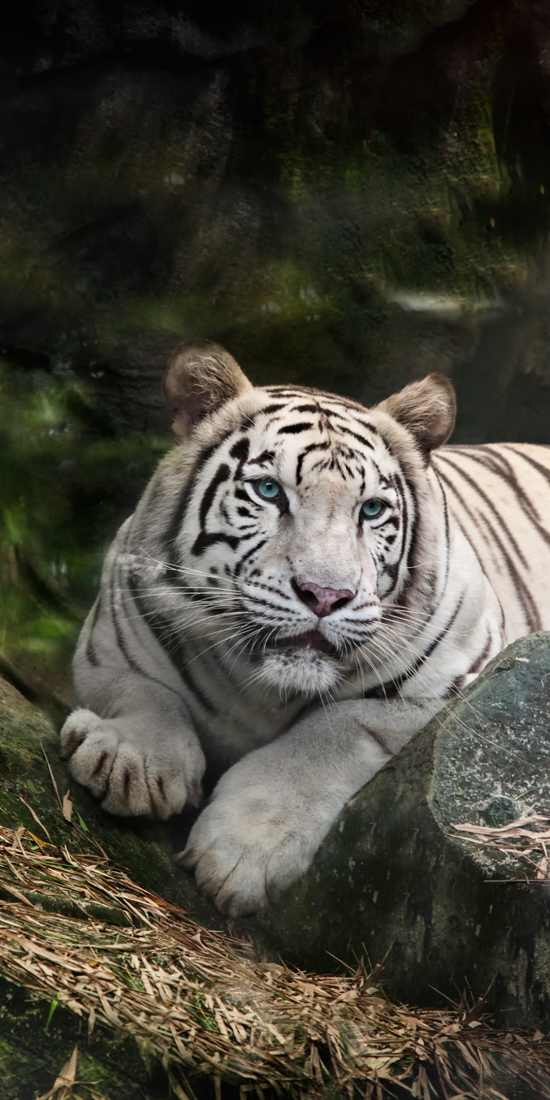 White Bengal Tiger Wallpaper 4K Zoo White tiger Wild 