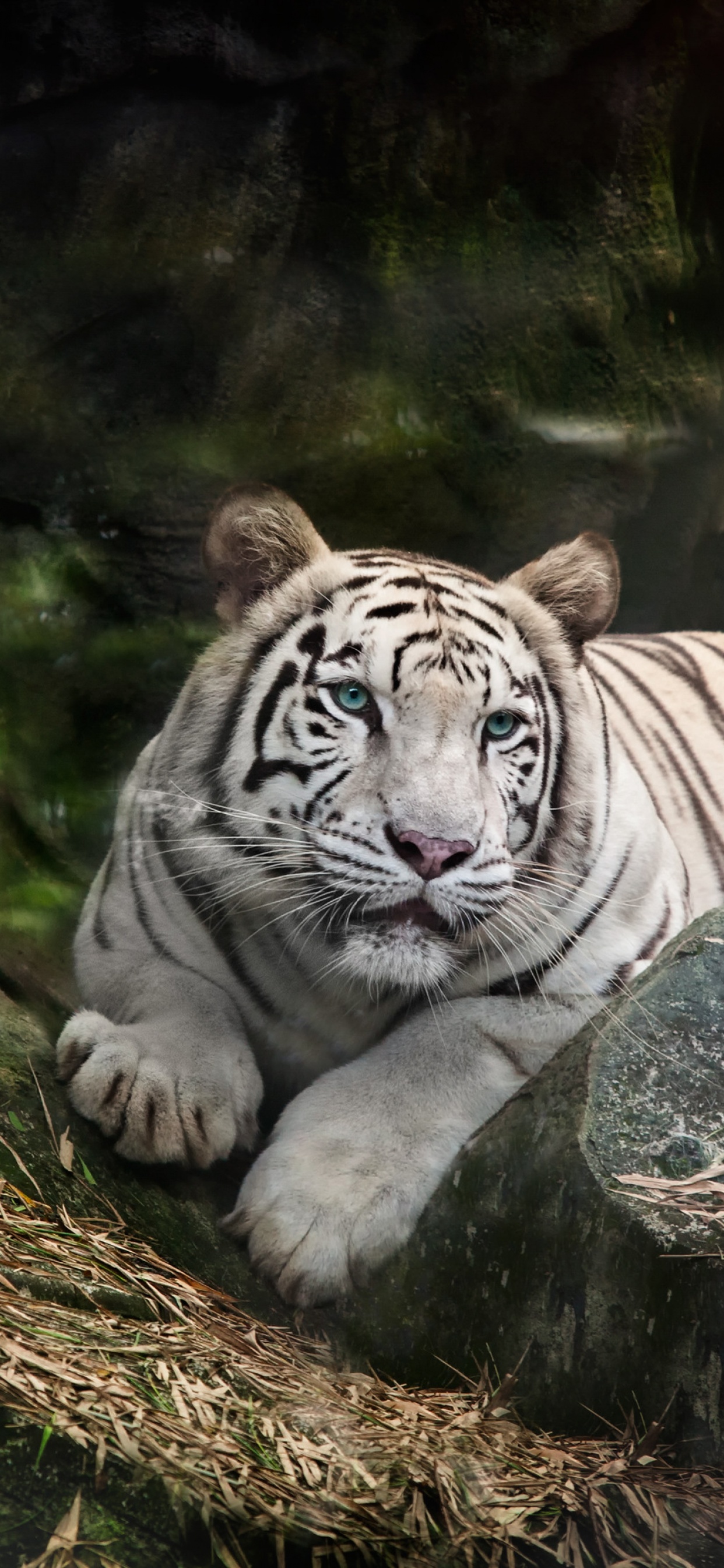 White Bengal Tiger Wallpaper 4K, Zoo, White tiger, Wild, Animals, #1305