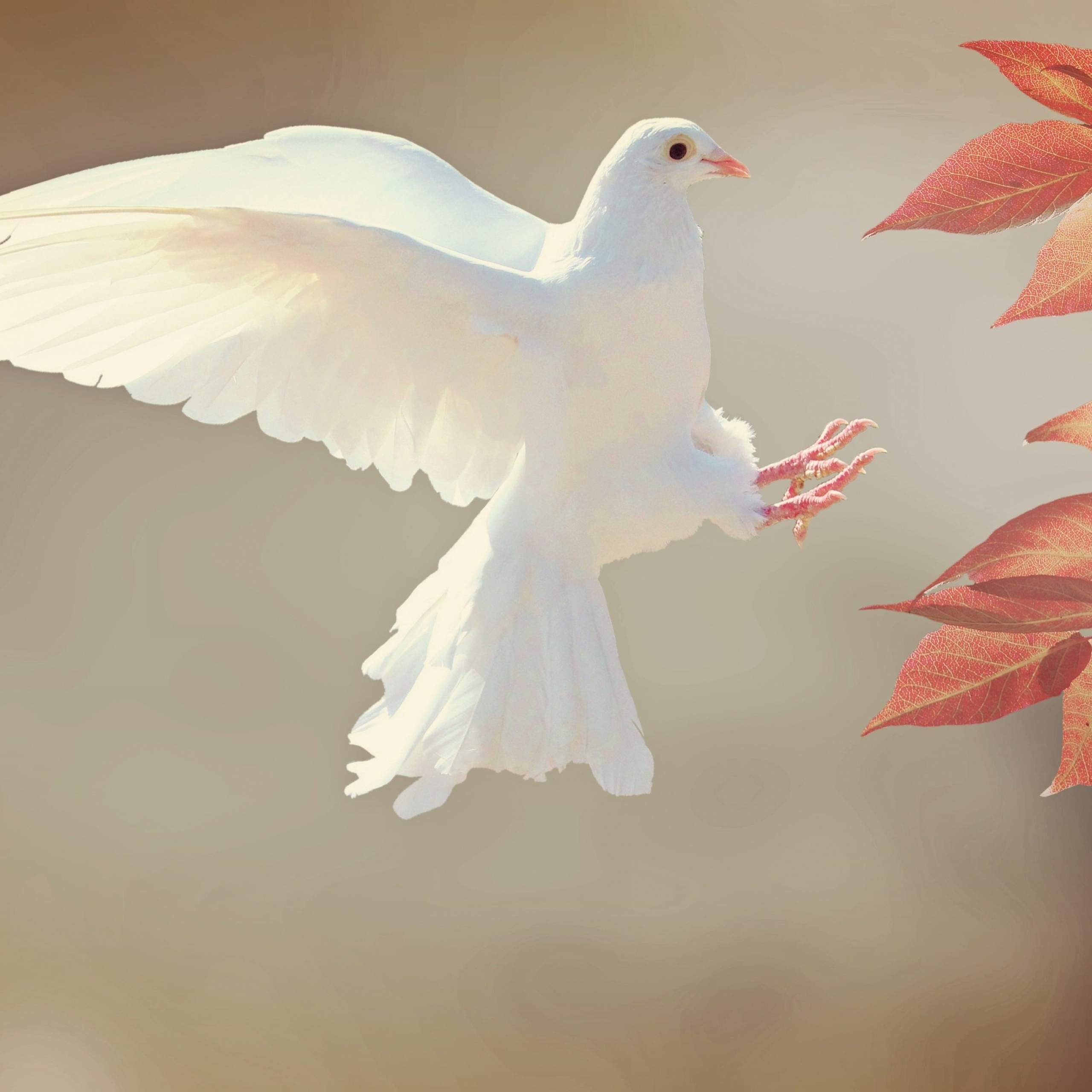 White Dove Wallpaper 4K, Orange leaves, Flying bird, Feathers, Wings