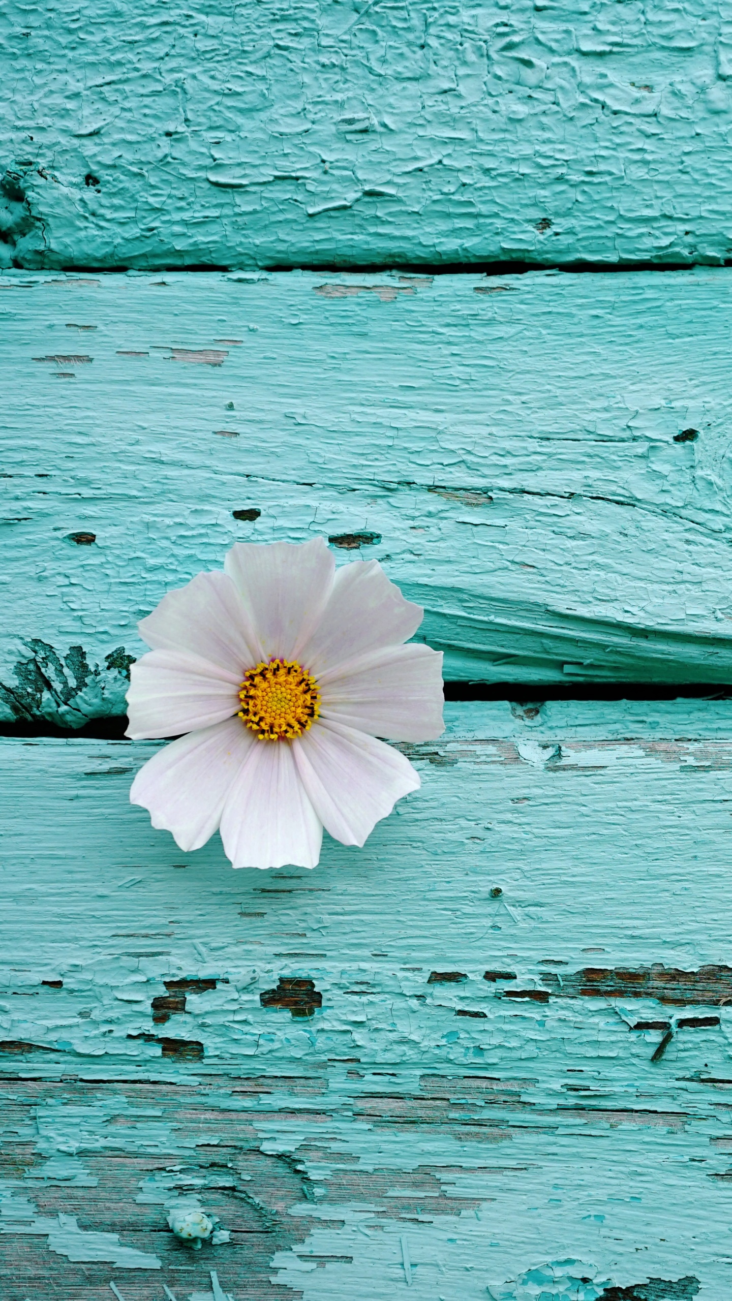 White flower Wallpaper 4K, Wooden background, Teal, Turquoise, 5K