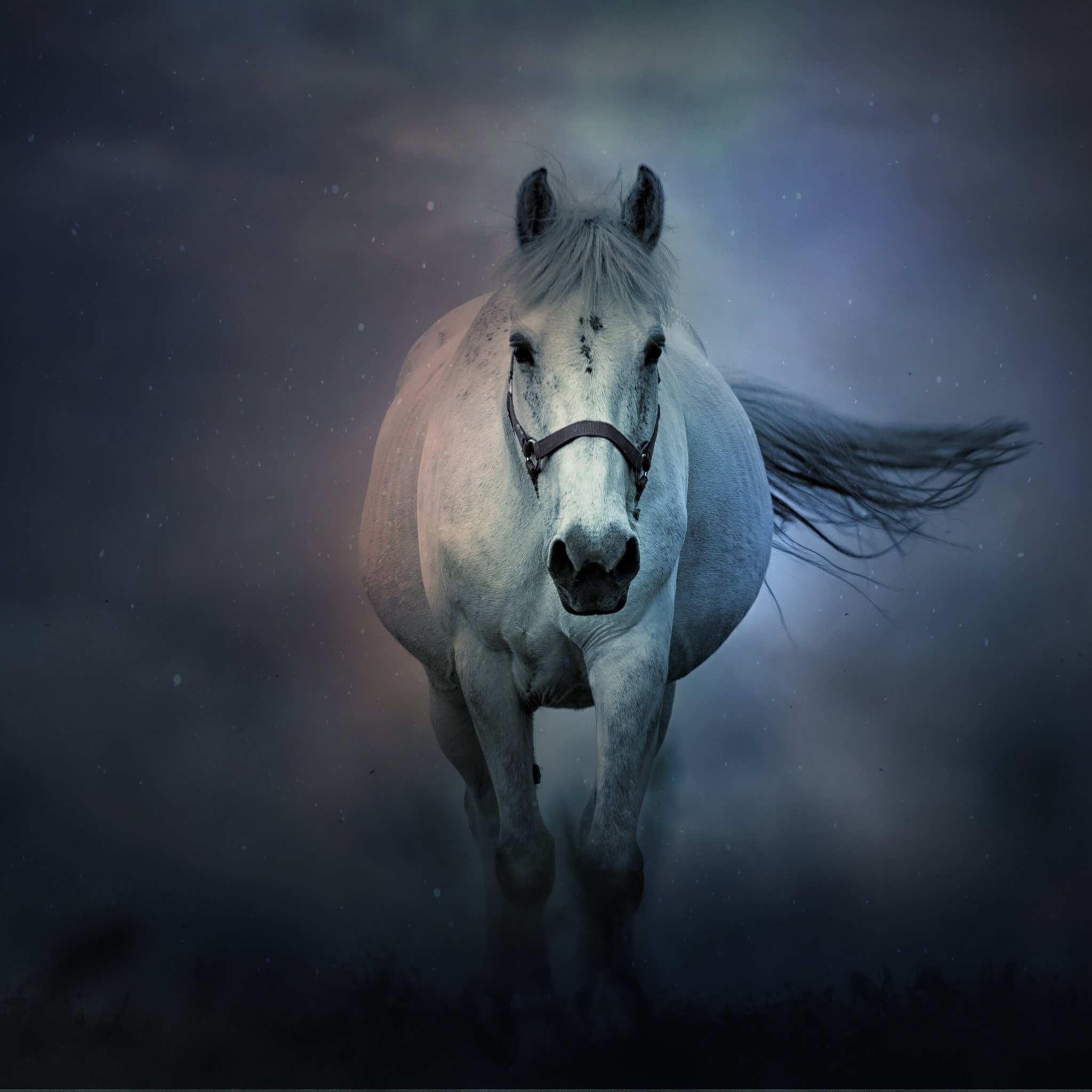 White horse Wallpaper 4K, Running Horse, Dark background