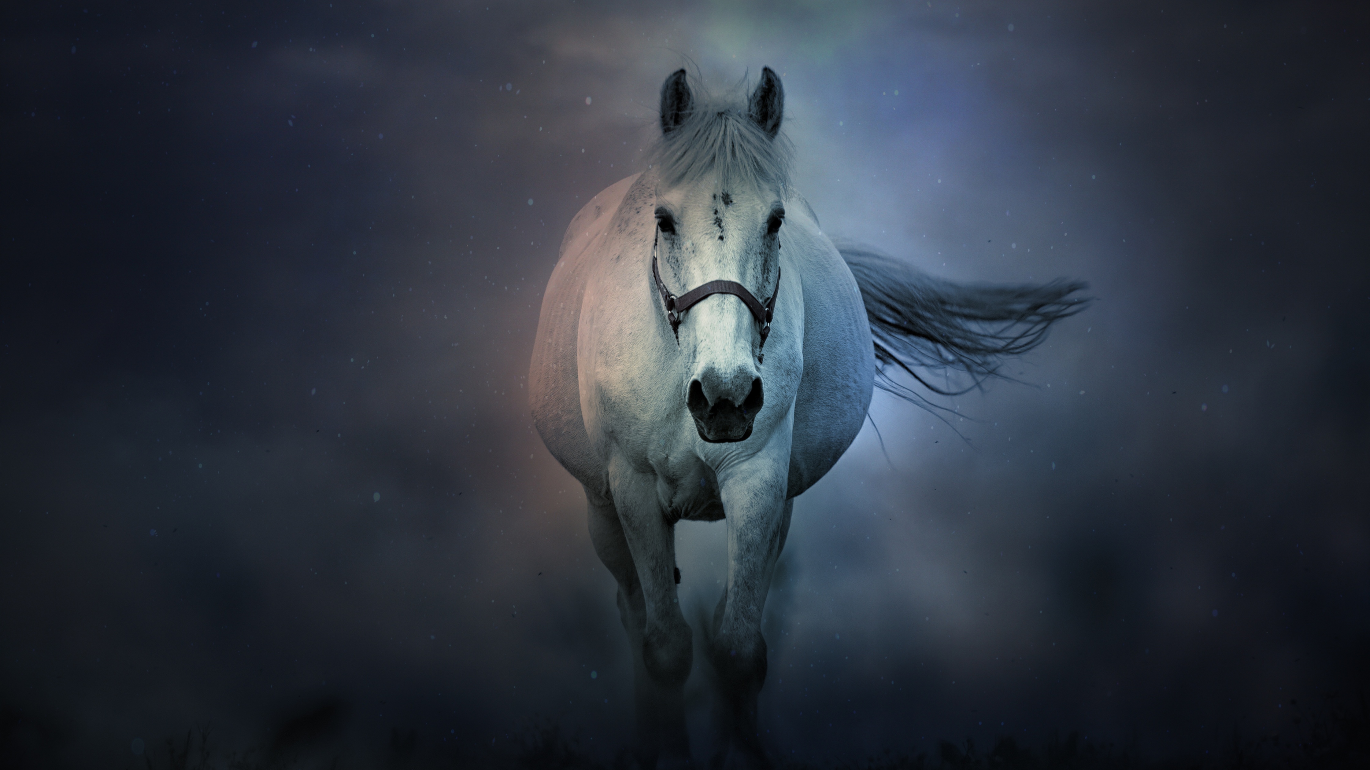 2000 Free White Horse  Horse Images  Pixabay