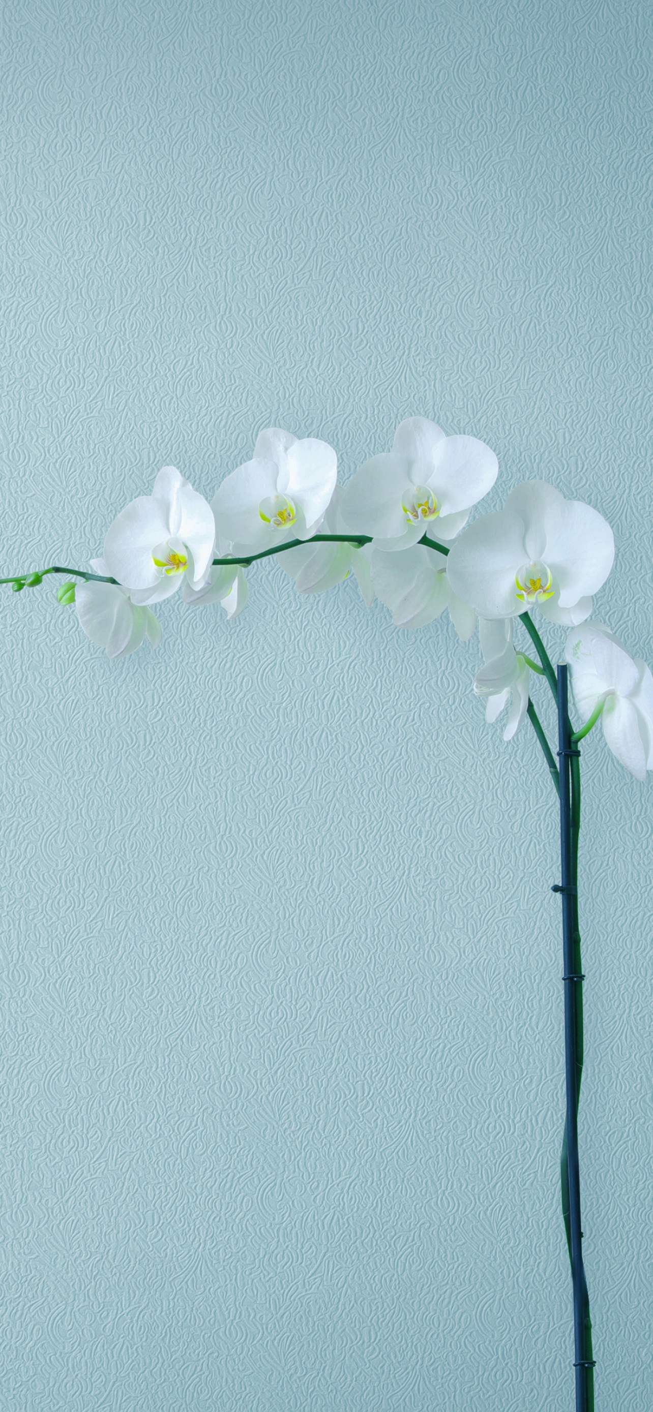 100 Orchids Wallpapers  Wallpaperscom