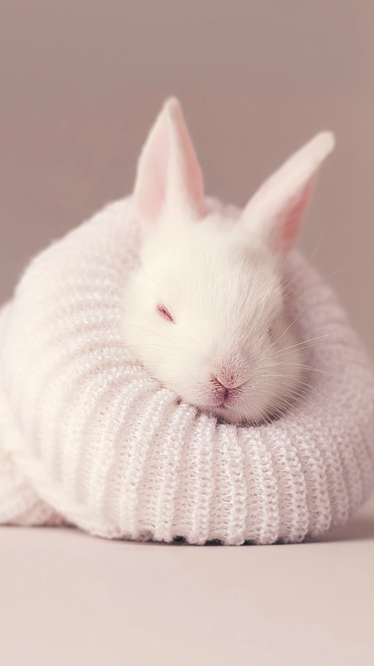 White rabbit 4K Wallpaper, Newborn, Baby bunny, Sock, Cute bunny