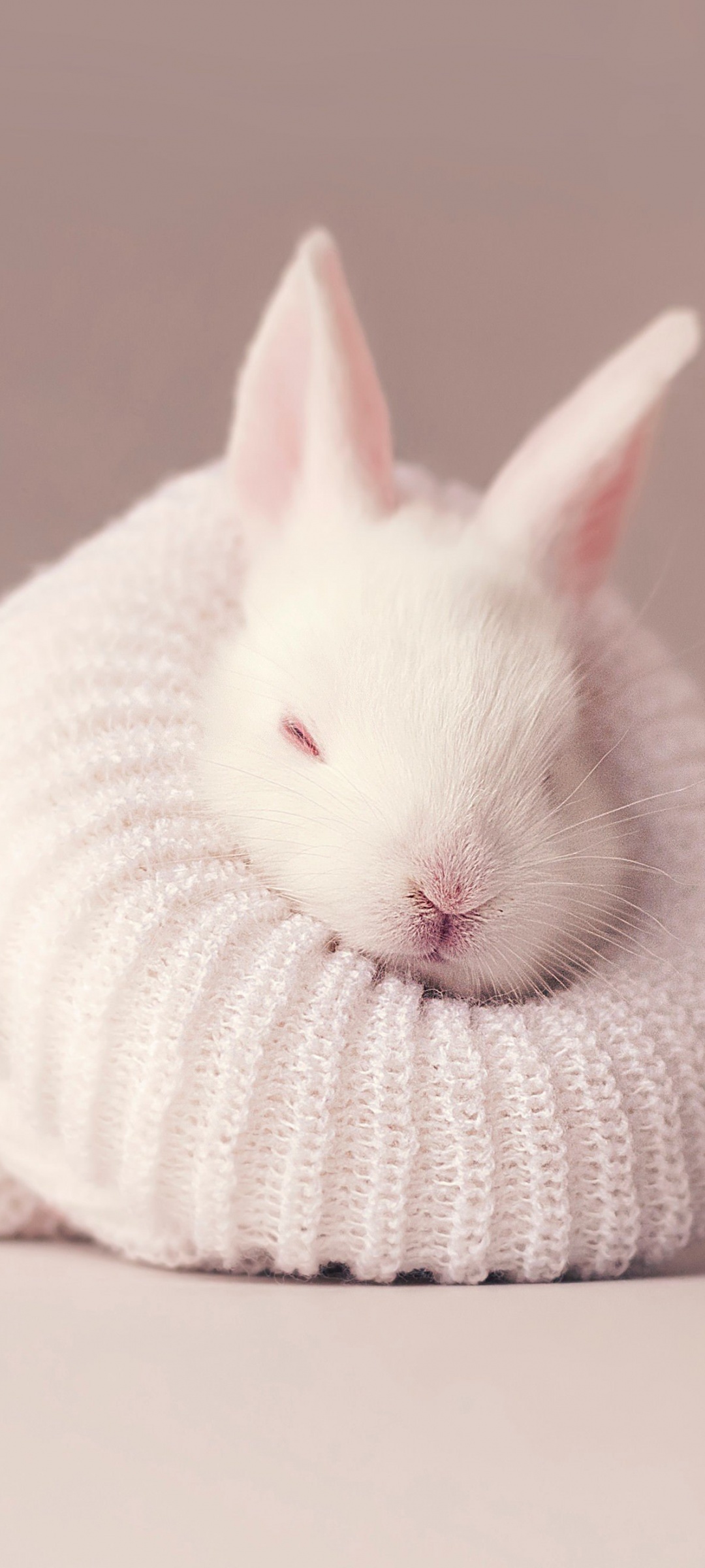 White Rabbit Newborn Baby Bunny Sock Cute Bunny Aesthetic 1080x2400 444 