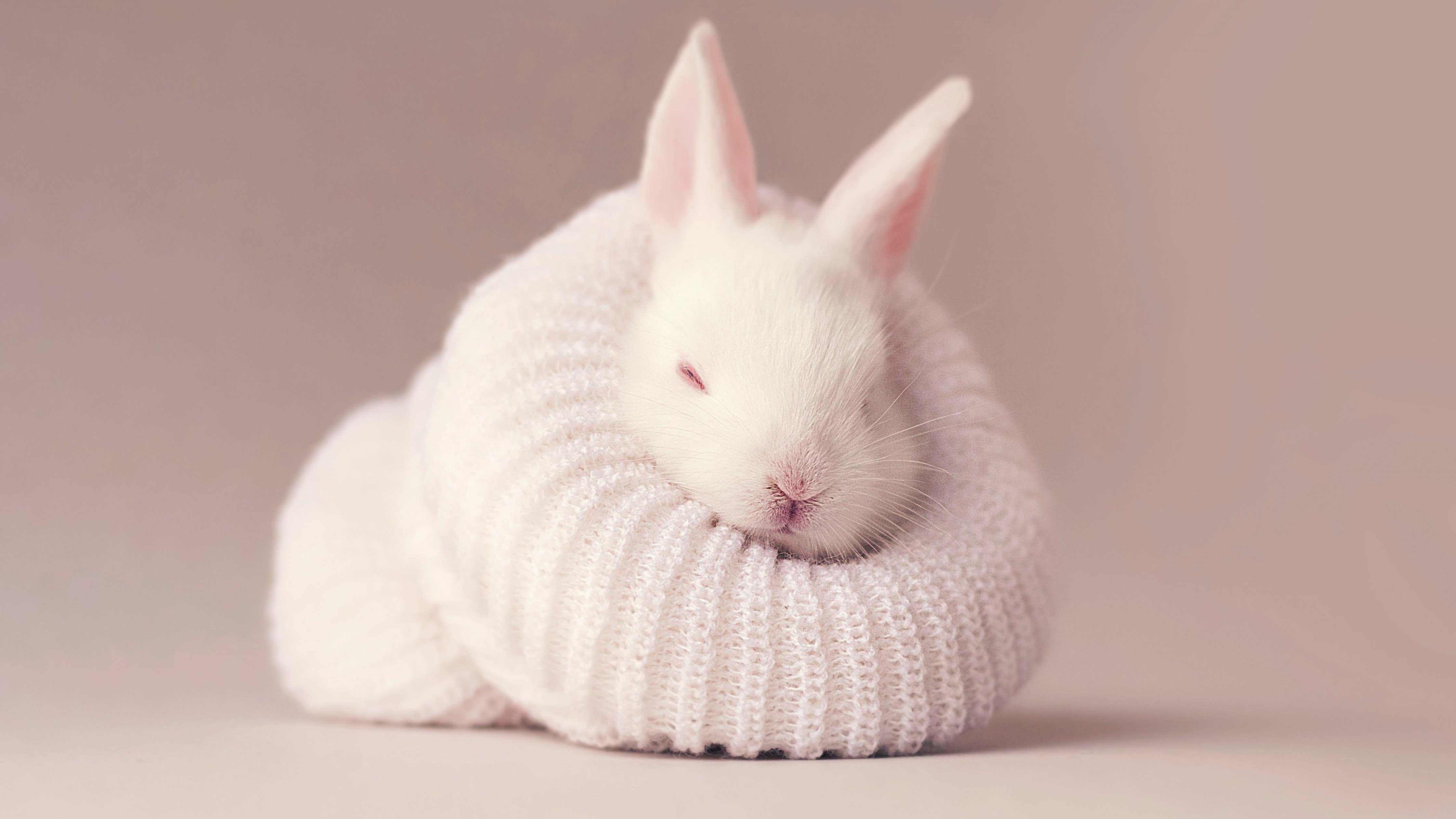 White rabbit Wallpaper 4K, Newborn, Baby bunny, Sock