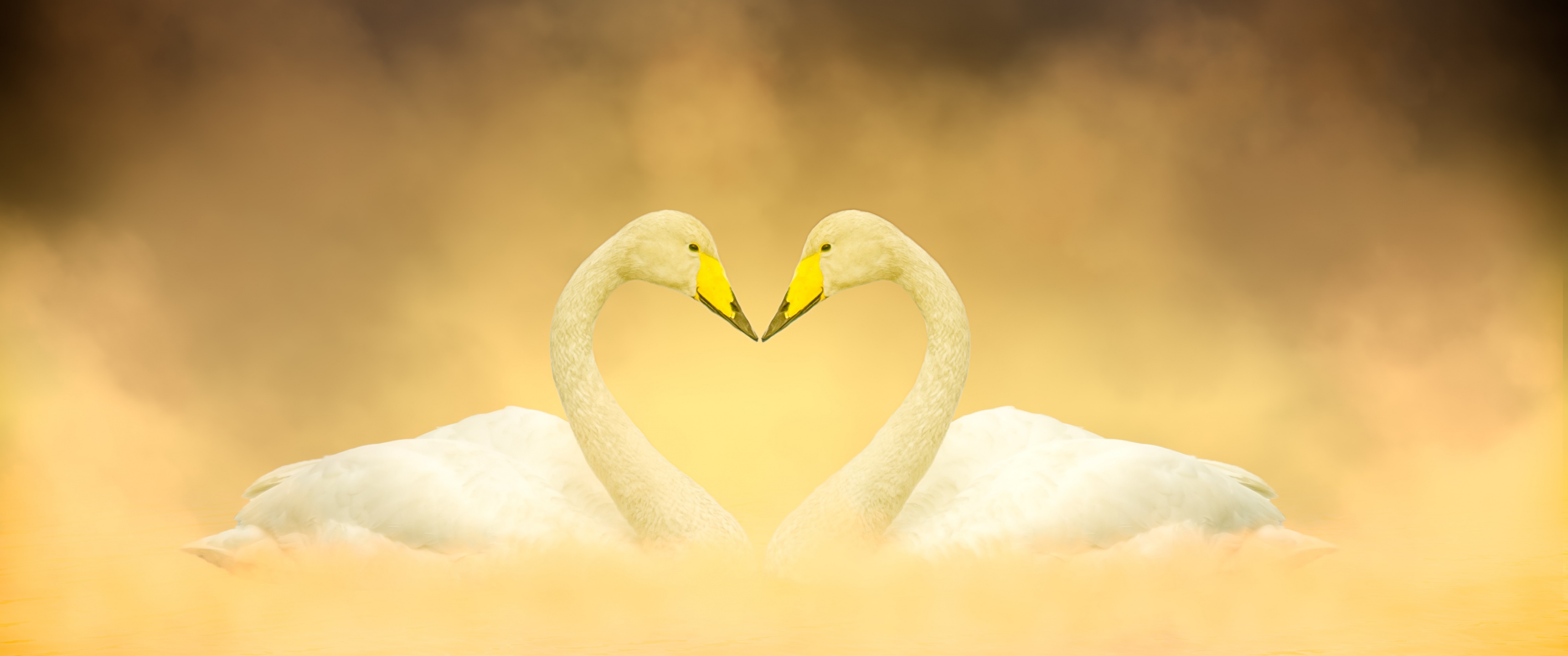 White Swan Wallpaper 4K, Love Birds, Heart shape, Animals, #5487