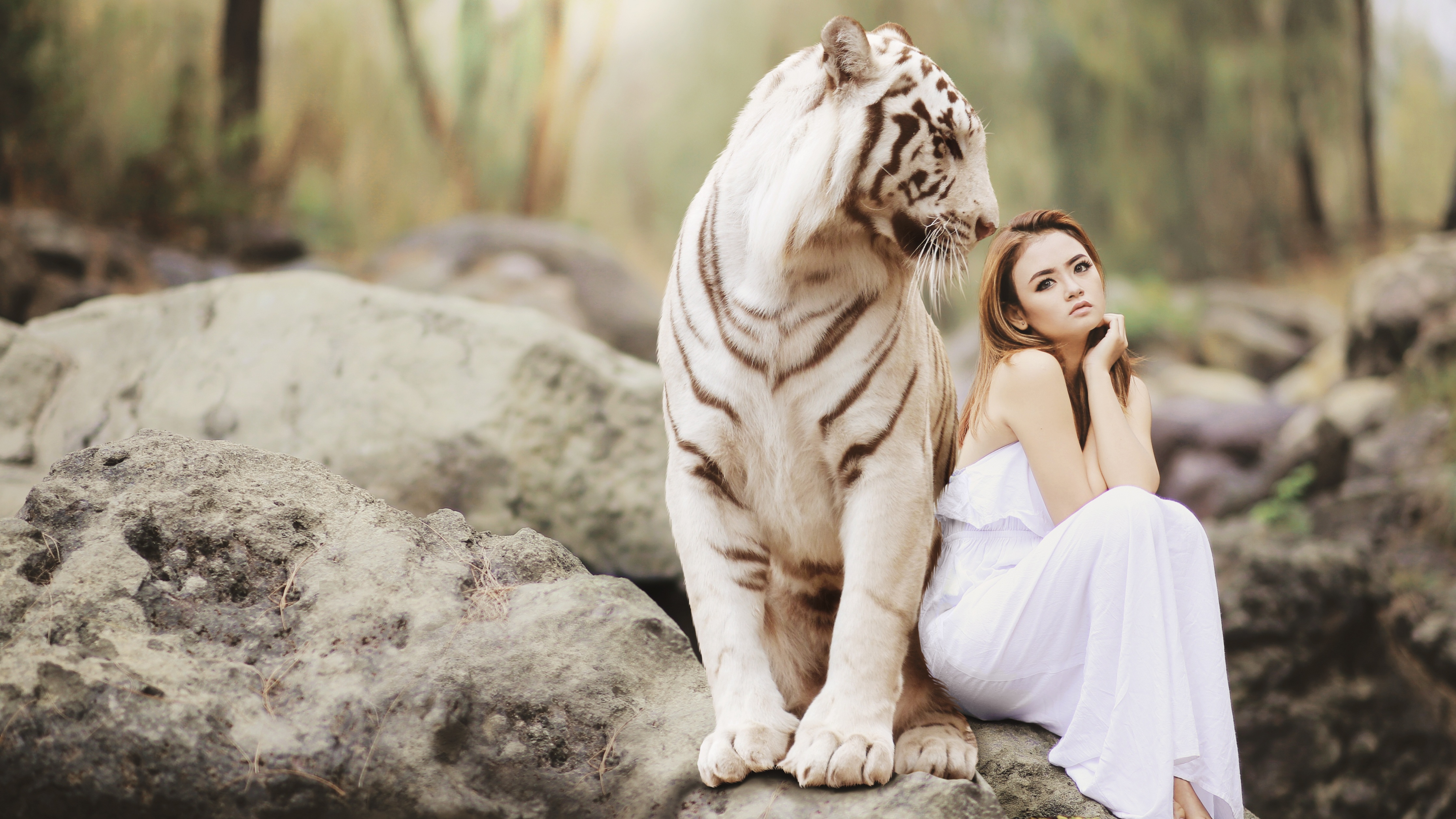 White tiger 1080P 2k 4k HD wallpapers backgrounds free download  Rare  Gallery
