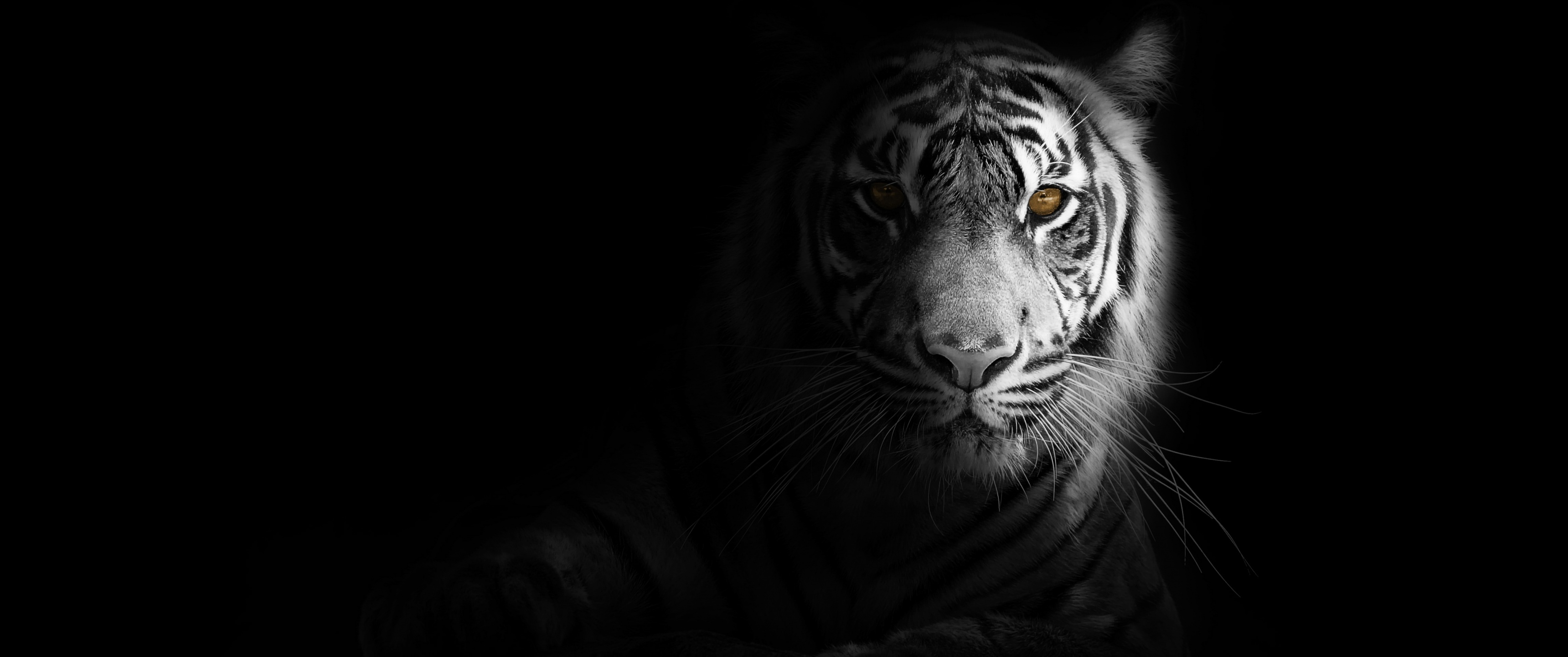 White tiger Wallpaper 4K, Bengal Tiger, Animals, #1526