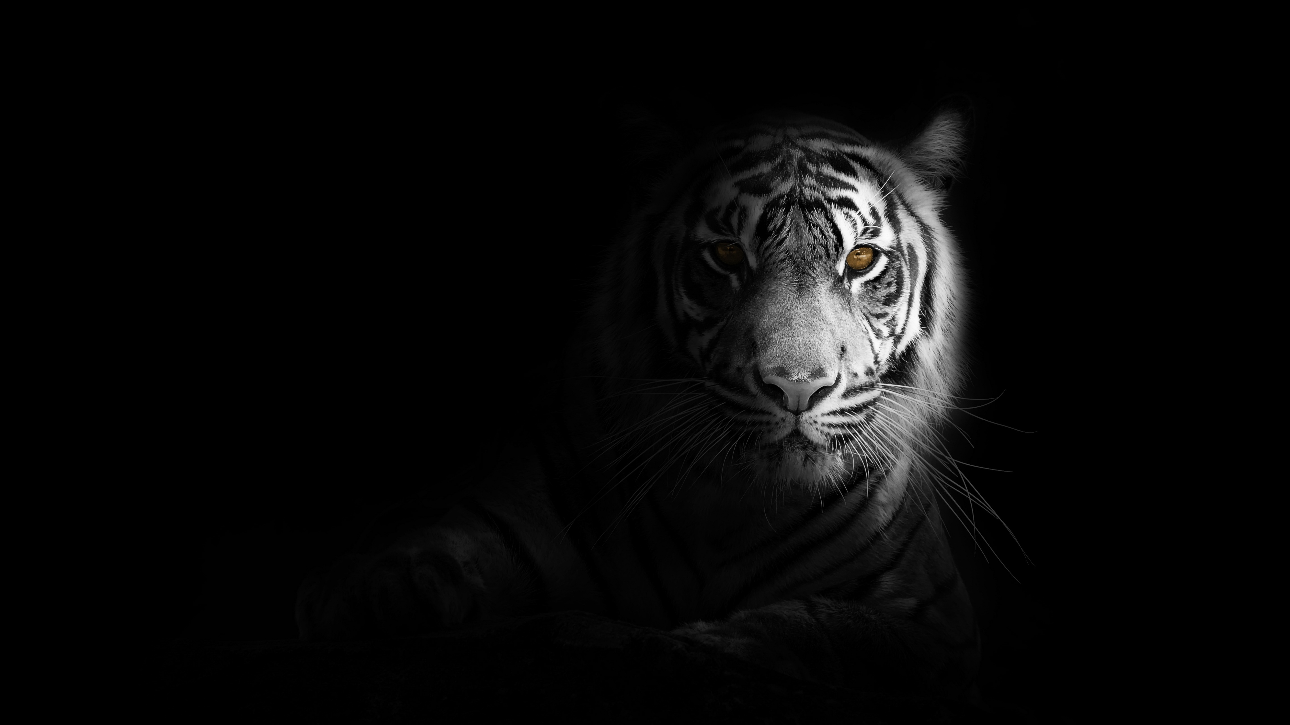 White tiger Wallpaper 4K, Bengal Tiger, #1526
