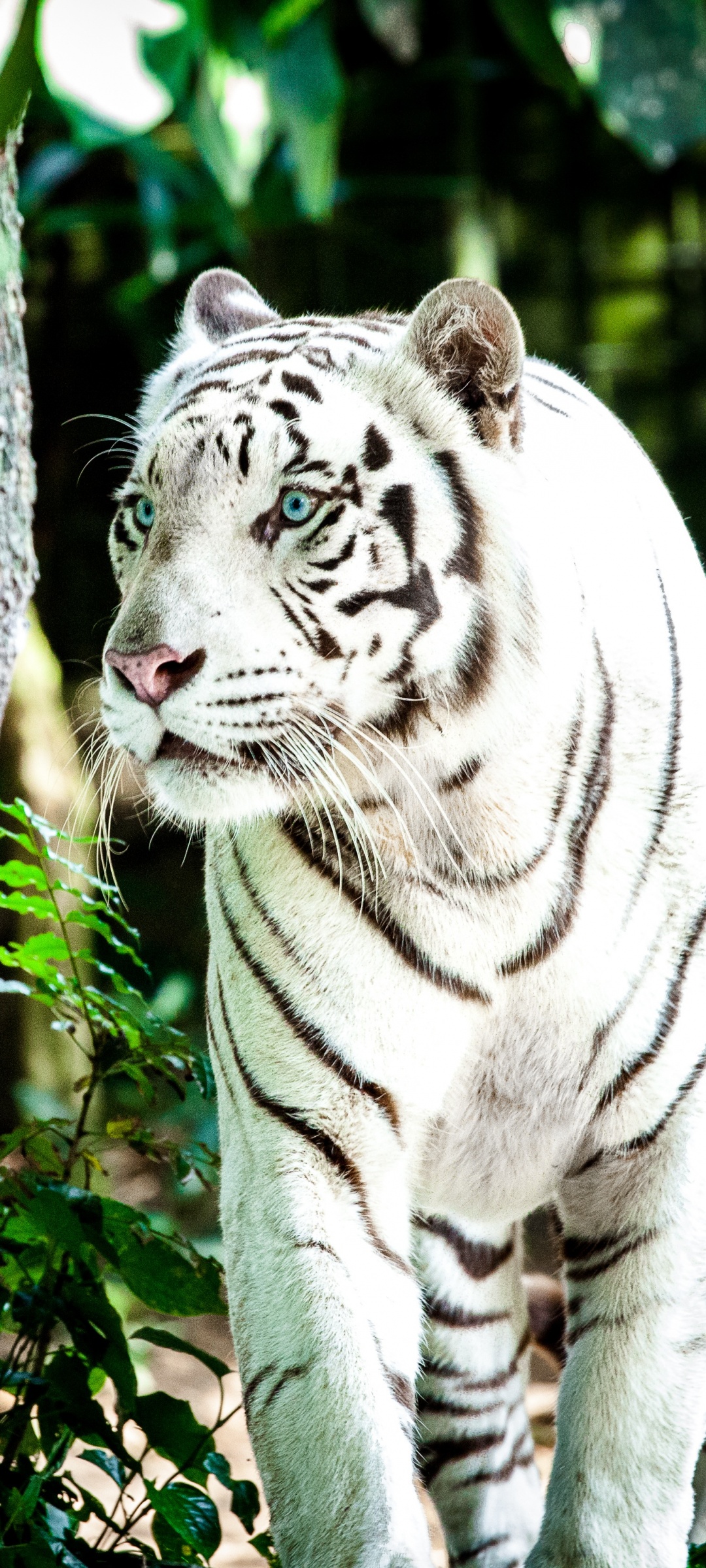 White Tiger Wallpaper 4K, Bengal Tiger, Forest, Daytime, Big cat