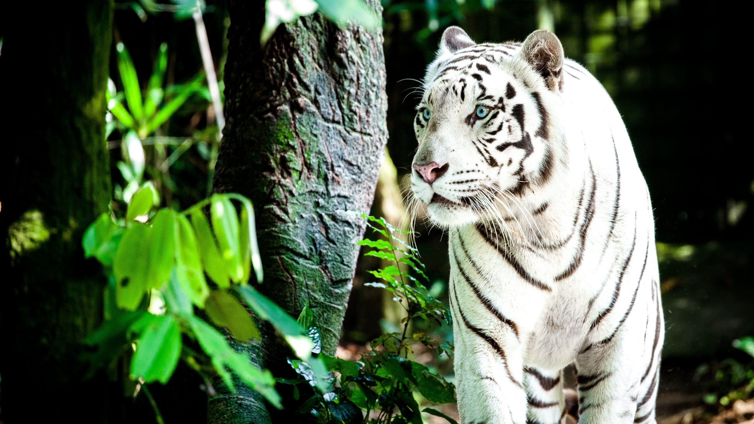White tiger Wallpaper 4K, Bengal Tiger, Forest, Animals, #457
