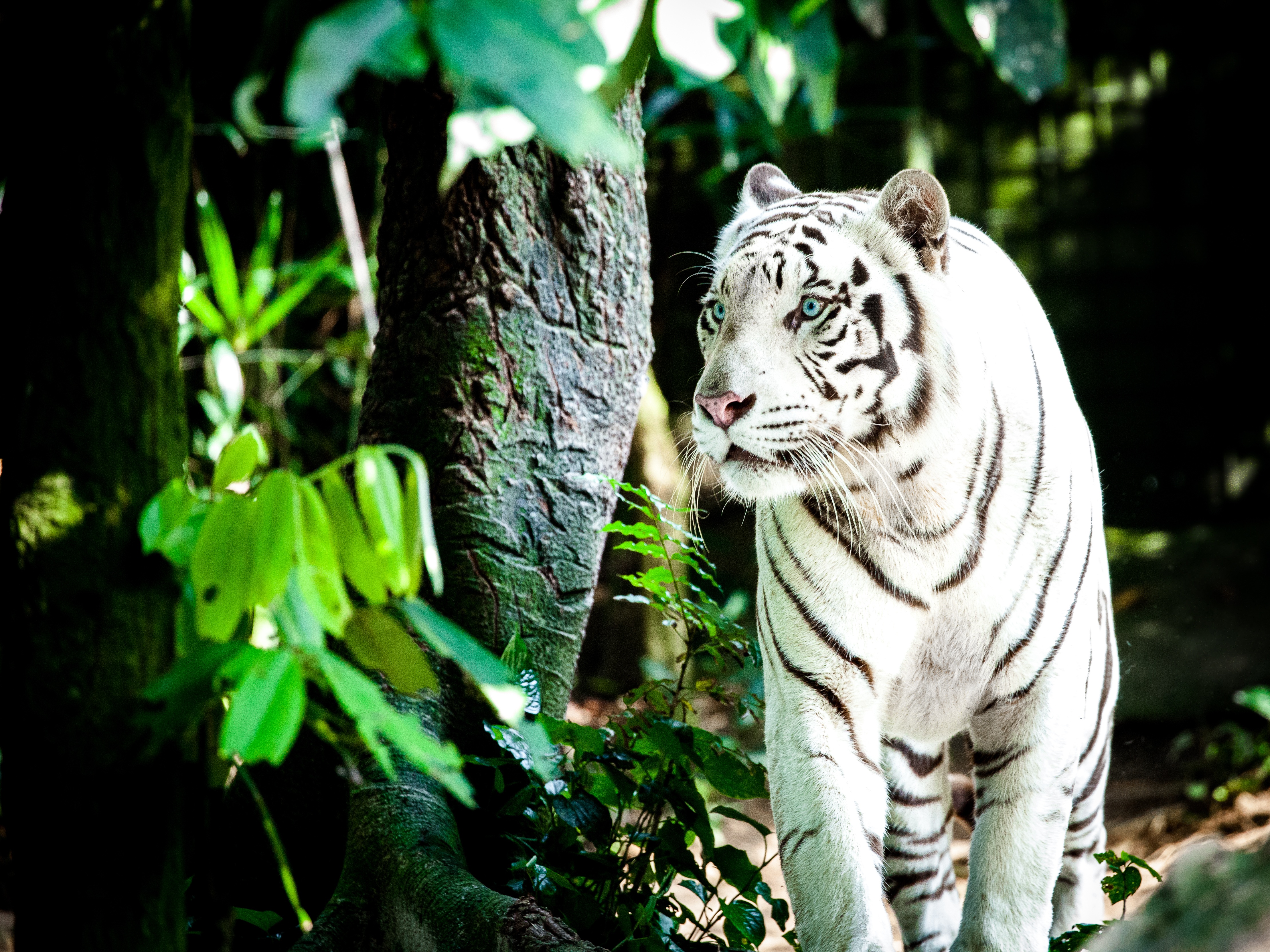 White tiger Wallpaper 4K, Bengal Tiger, Forest, Animals, #457