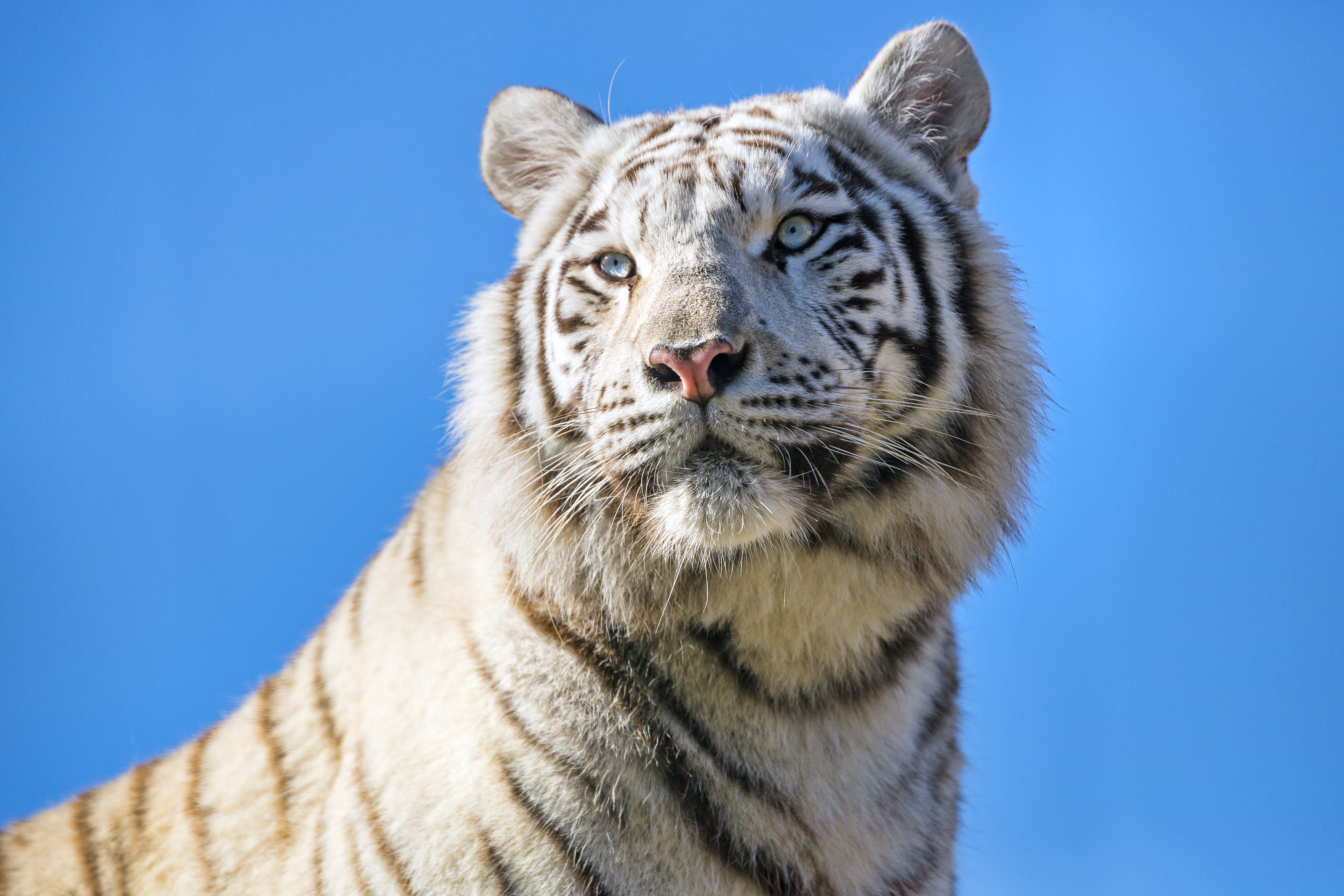 Фото белого тигра с голубыми глазами