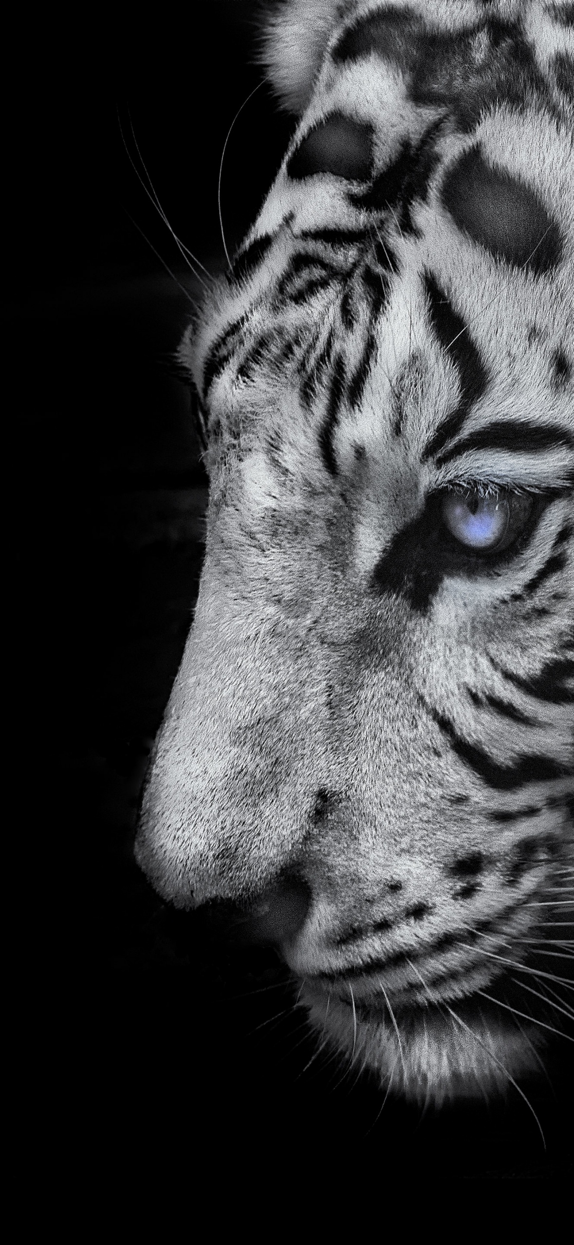Download Tiger Head Black And White RoyaltyFree Stock Illustration Image   Pixabay