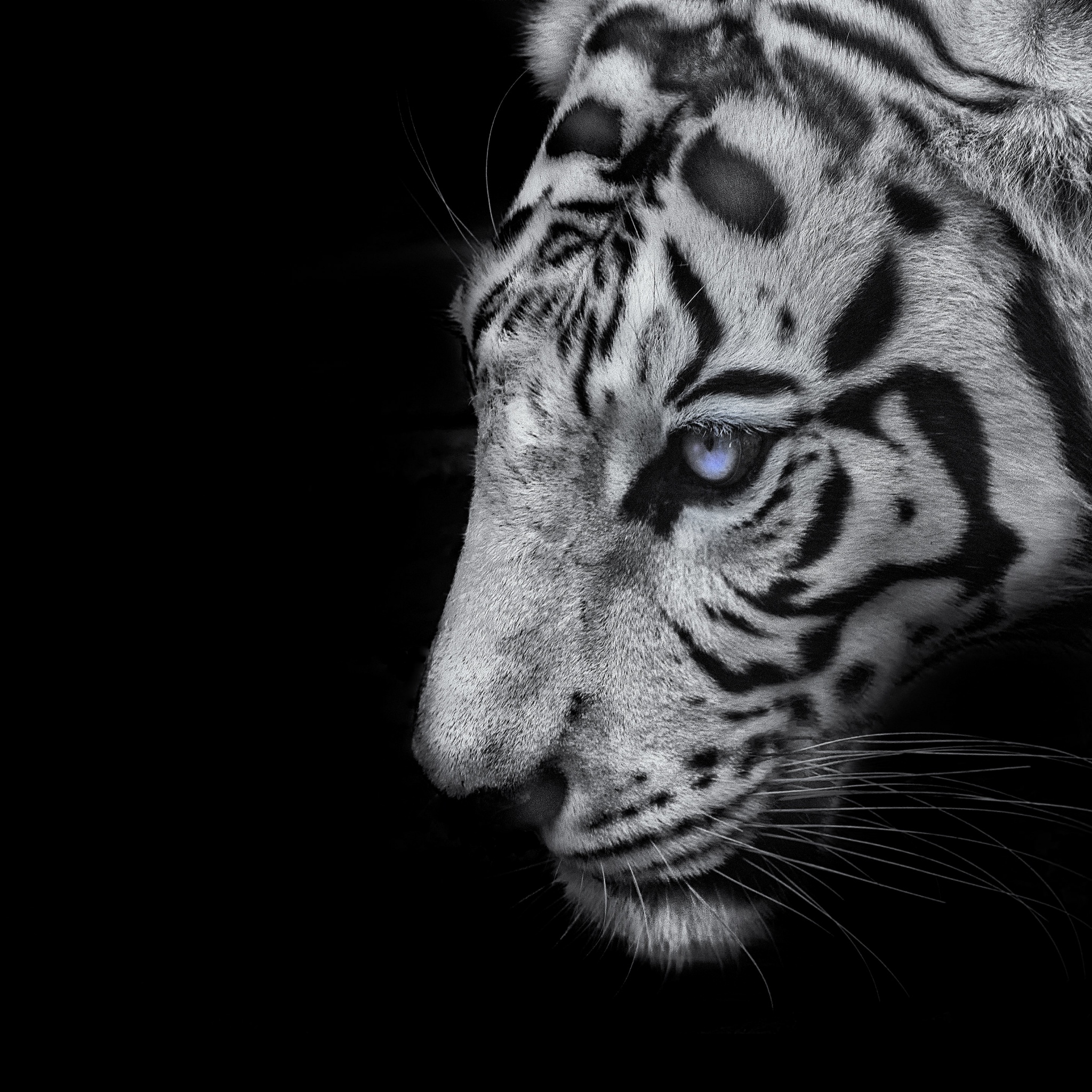 White tiger Wallpaper 4K, Black background, 5K, Animals, #5368