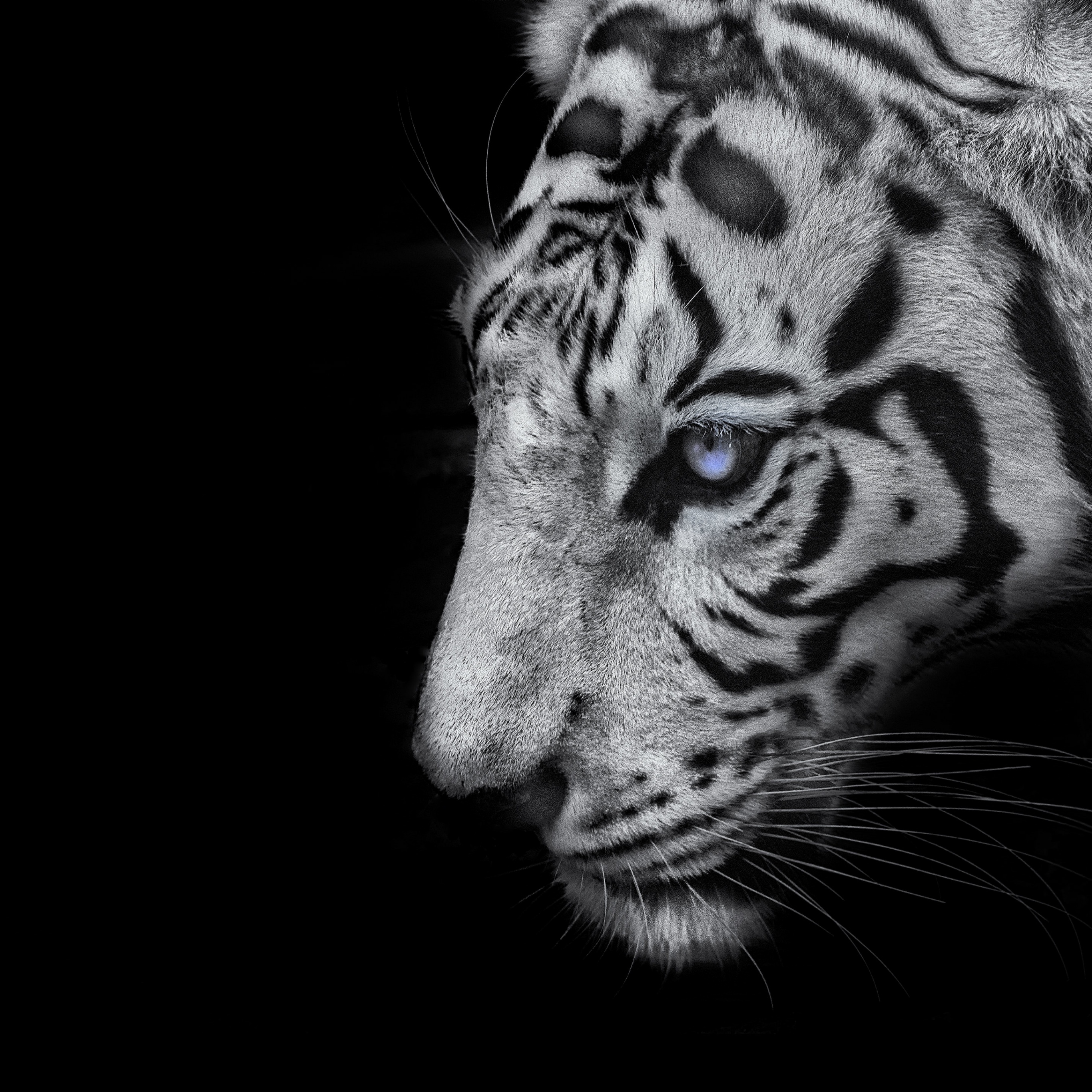 White tiger Wallpaper 4K, Black background, 5K, #5368