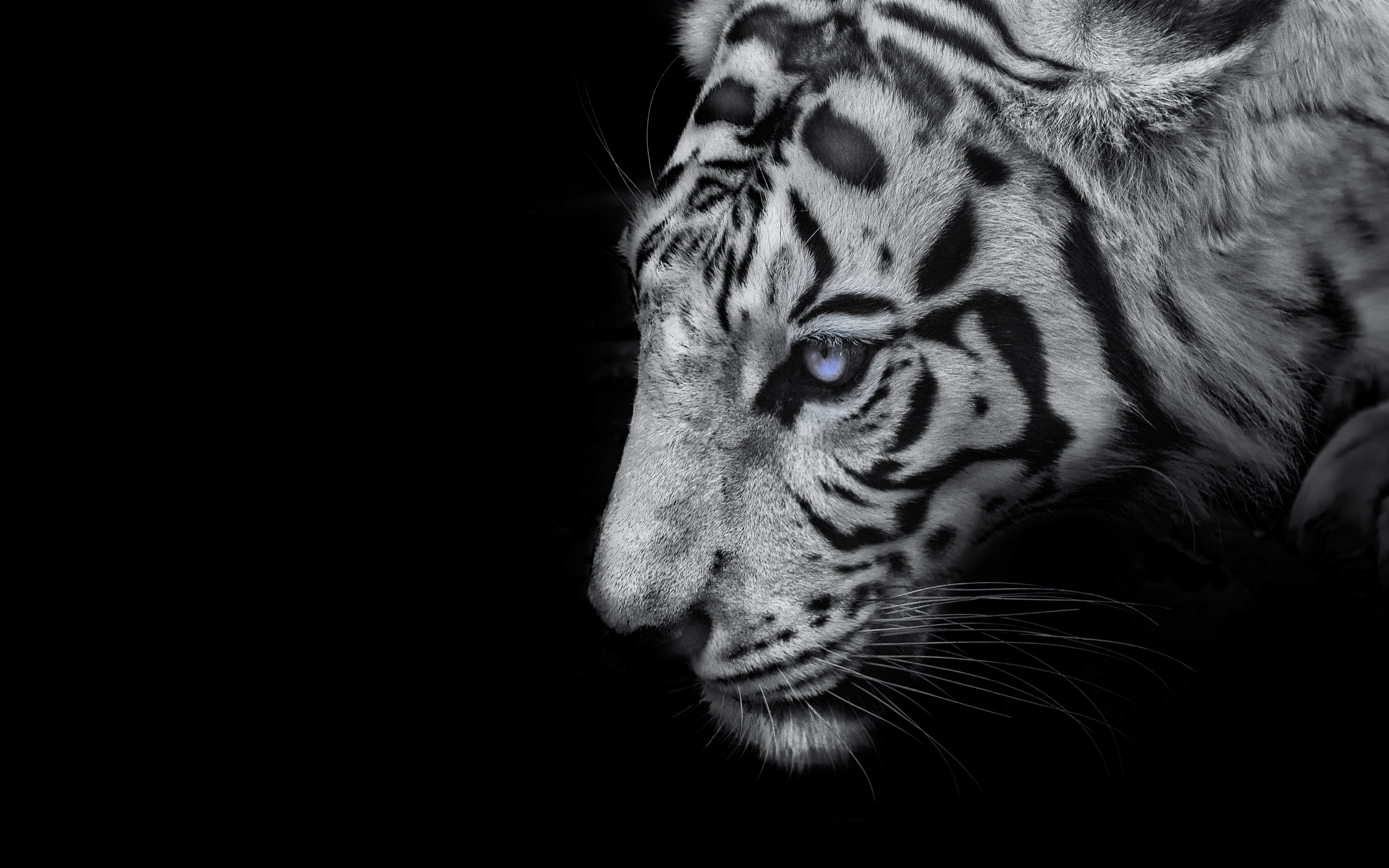 White Tiger Wallpaper 4k Black Background 5k Animals 5368