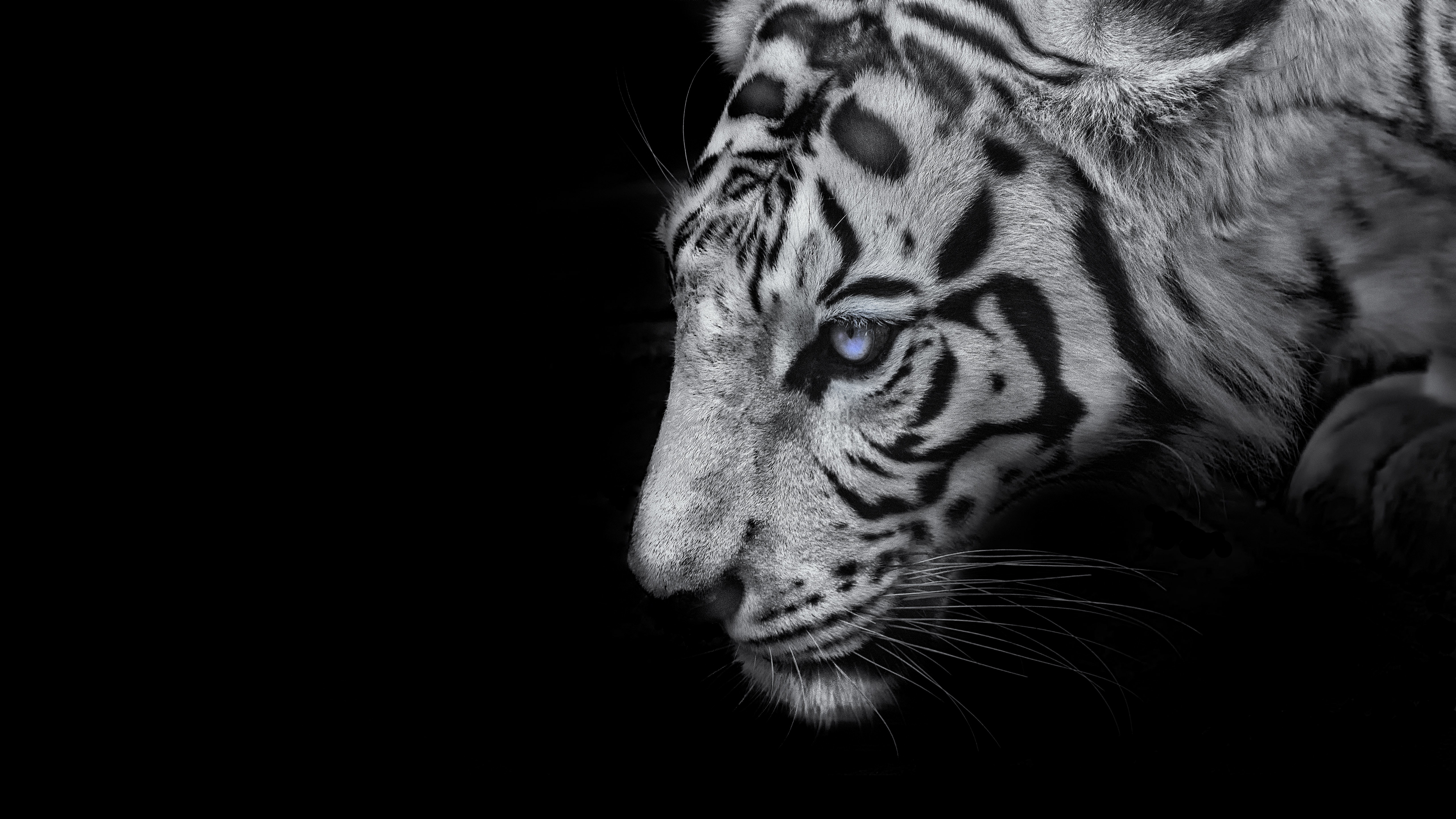 Hổ trắng: Hãy chiêm ngưỡng vẻ đẹp hoang dã của loài hổ trắng thông qua hình ảnh tuyệt đẹp này. Với chi tiết tuyệt vời và màu sắc rực rỡ, bạn sẽ không muốn rời mắt khỏi bức tranh này.