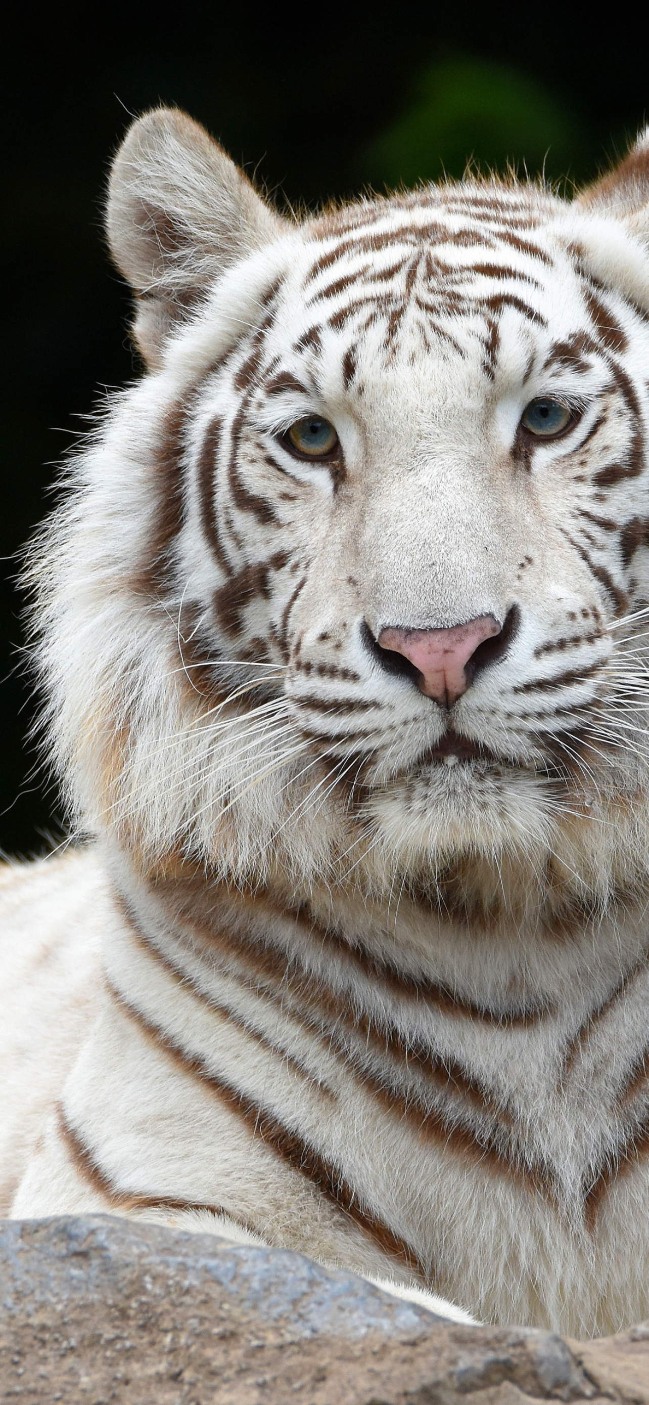 White tiger Wallpaper 4K, Siberian tiger, Big cat, Animals, #2193