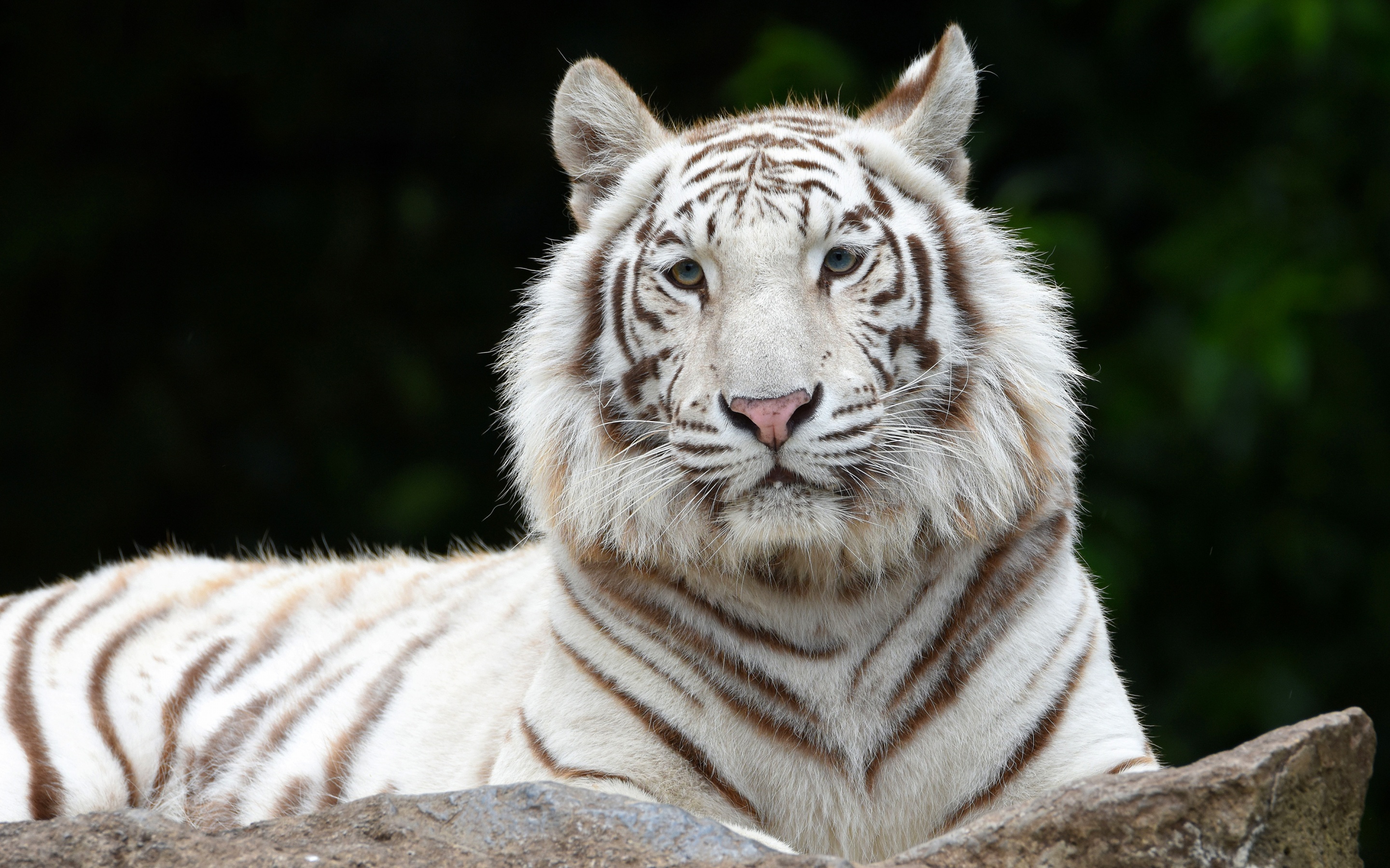 White Tiger Wallpaper 4K, Siberian Tiger, Big cat, Animals, #2193