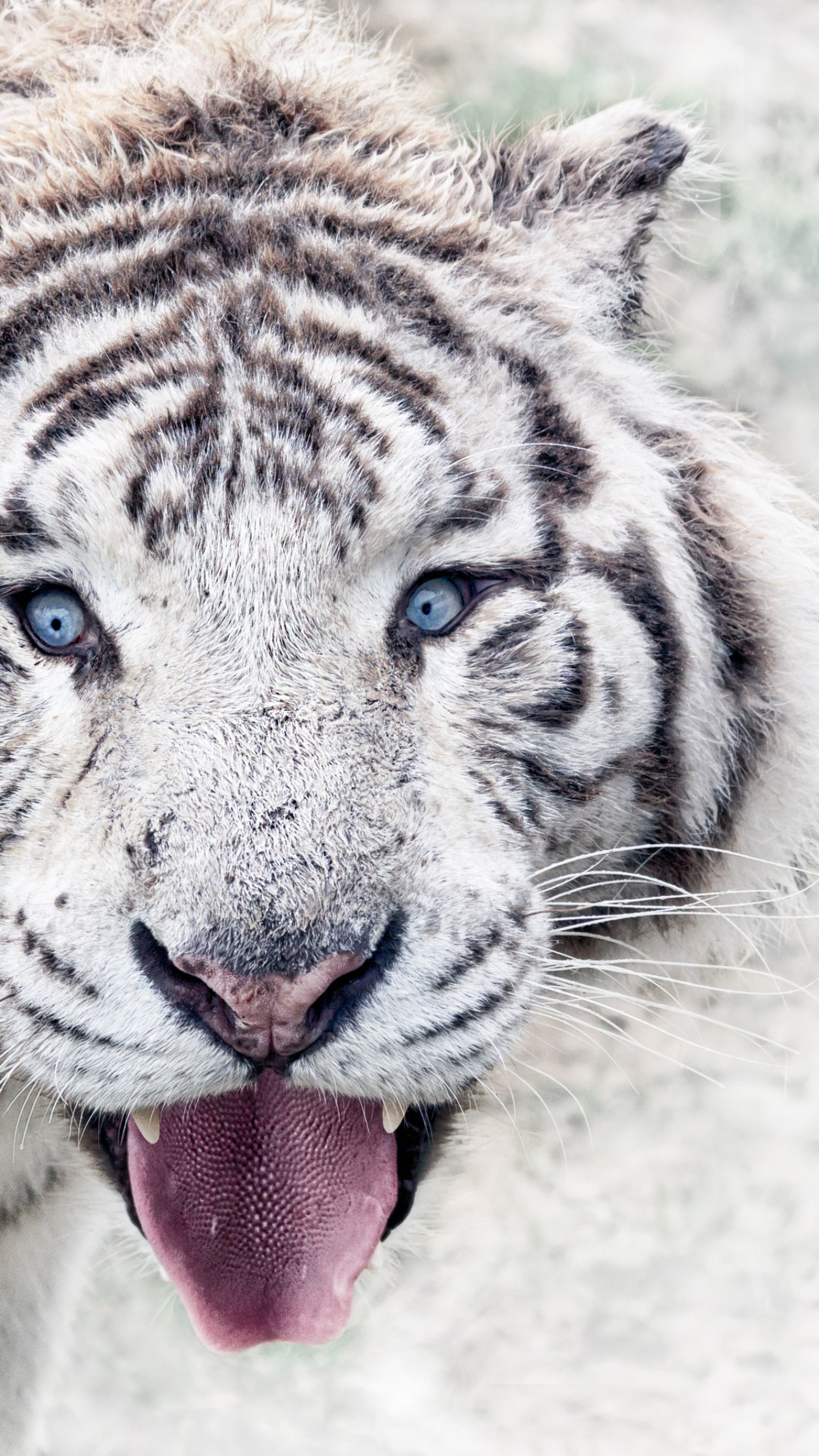 Тайгер 55. Белый тигр. Голубоглазый тигр. Белый тигр рычит. Синеглазый тигр.